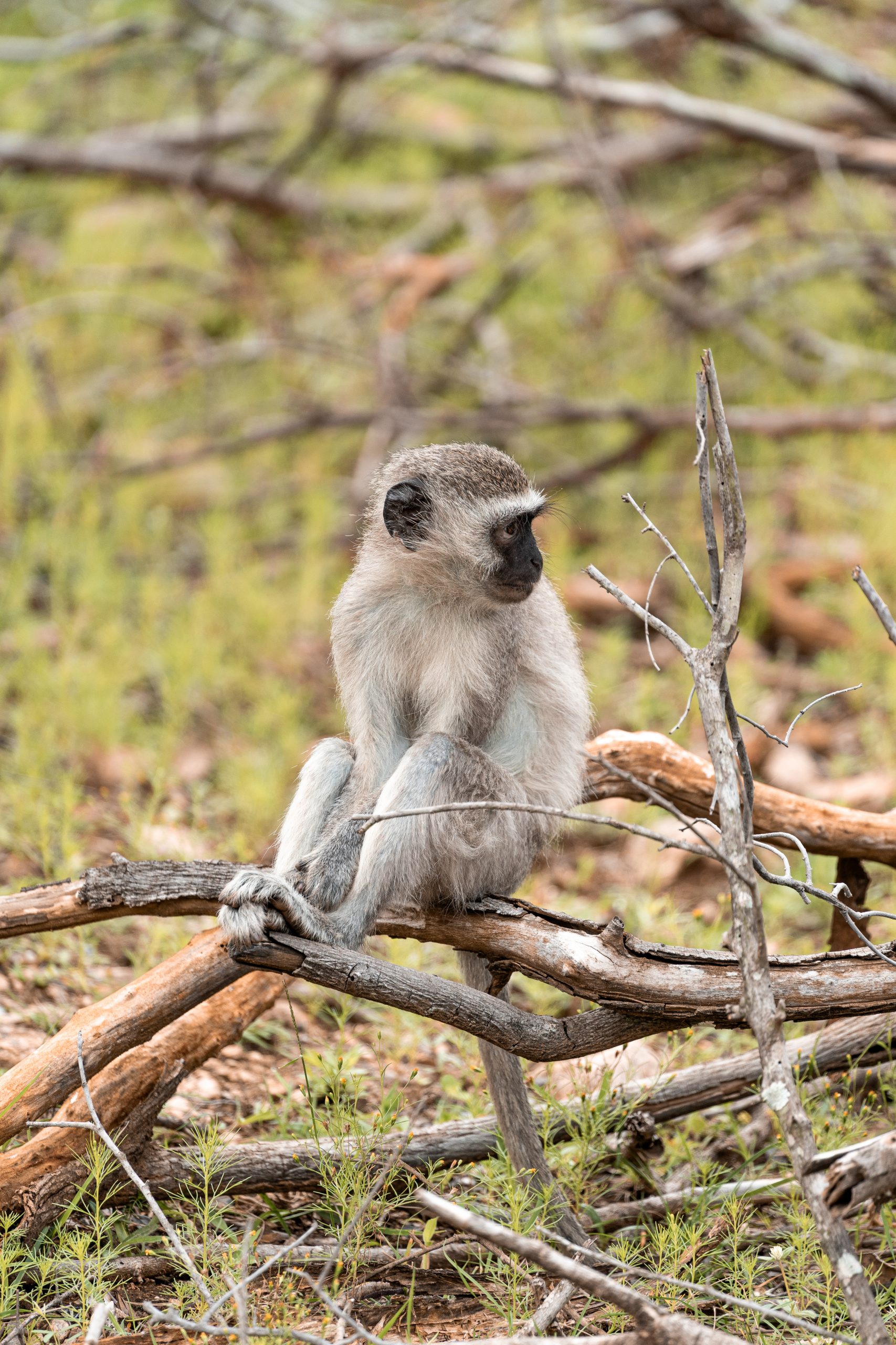 Monkey sitting on branches
