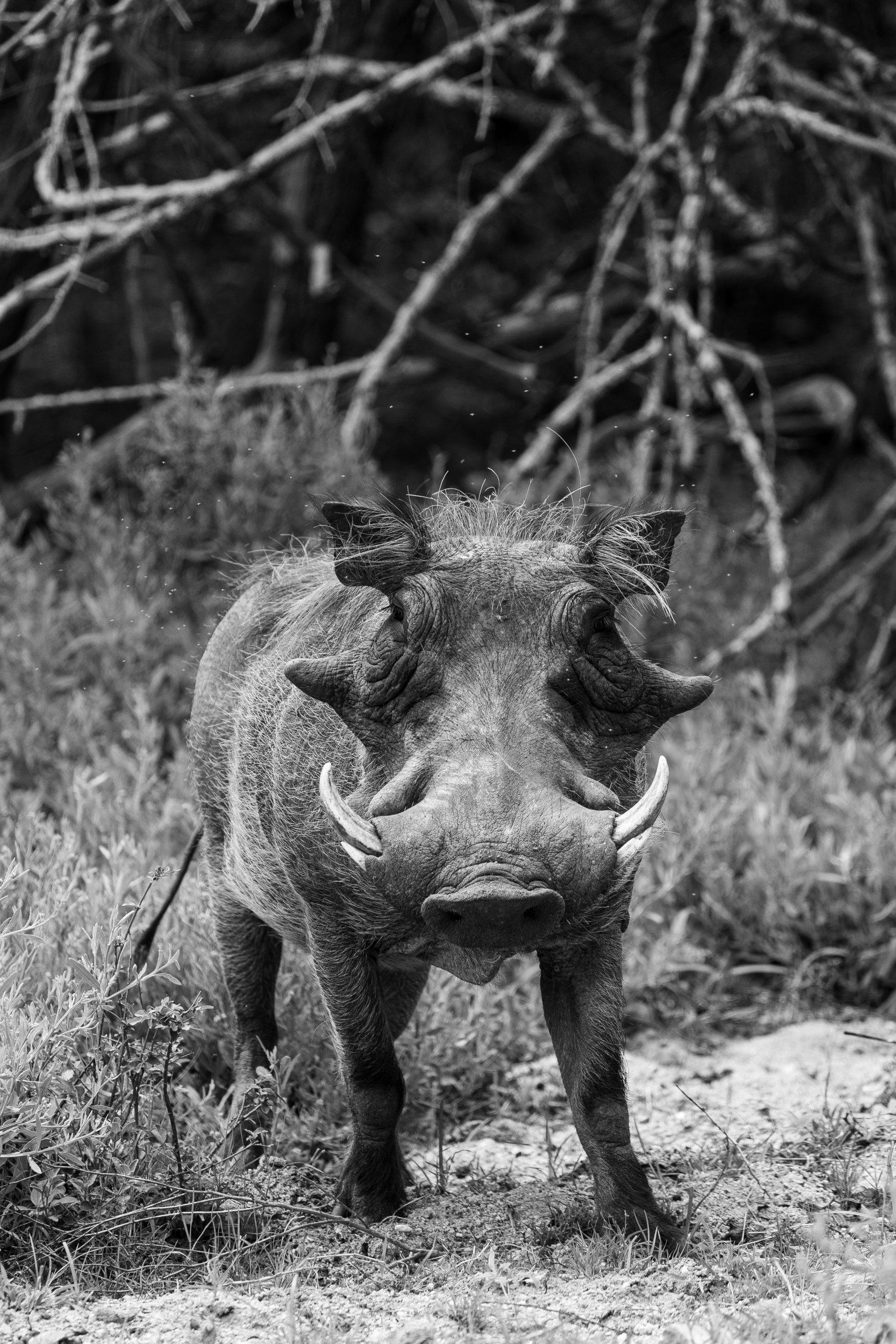 Warthog in the Kruger