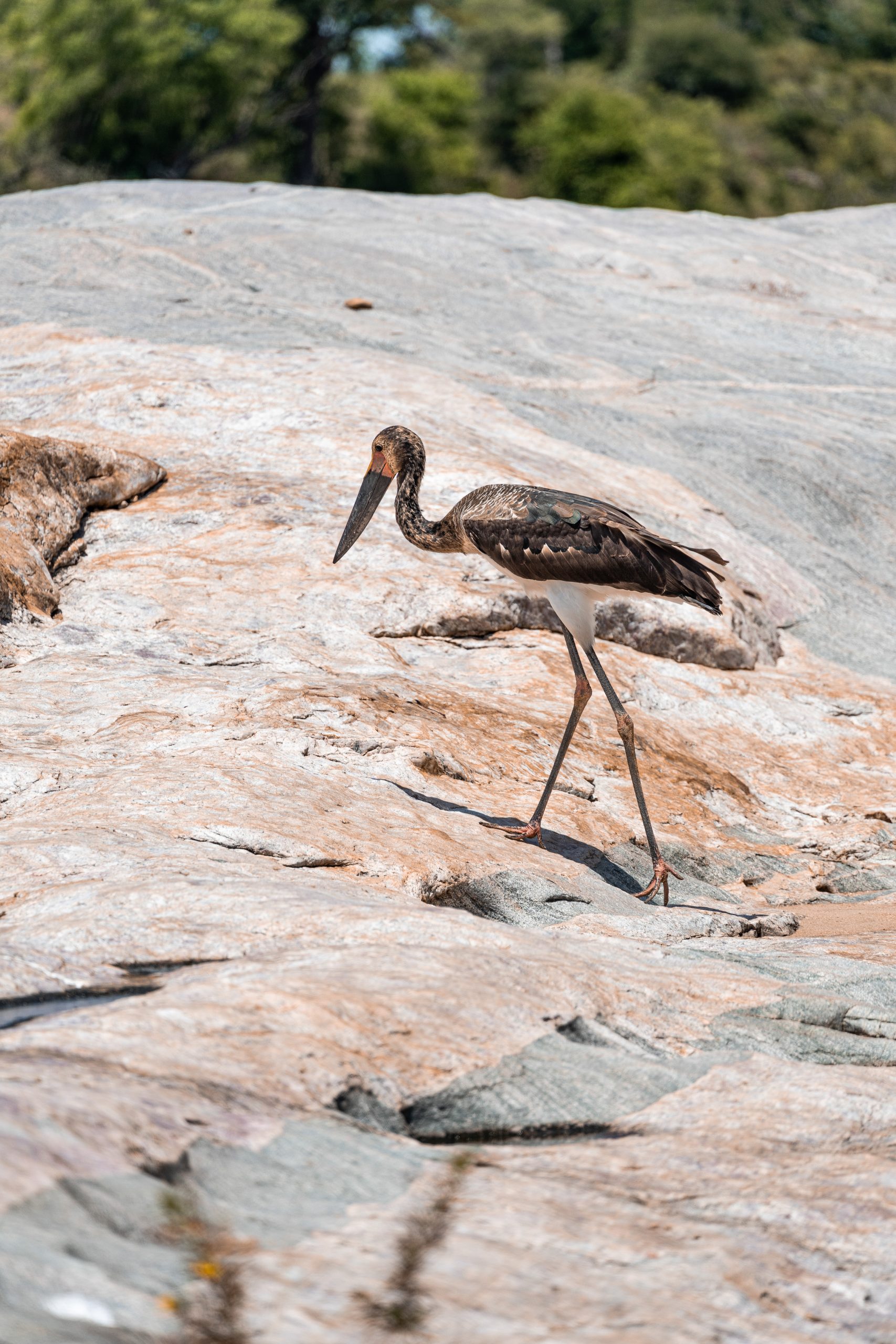 Heron walking on a rock