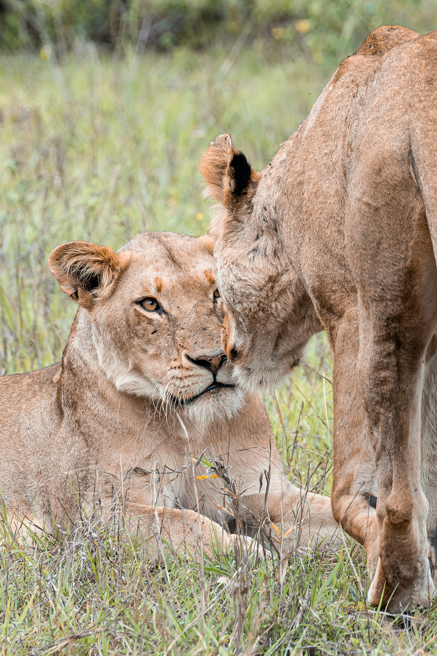 Loving lion couple