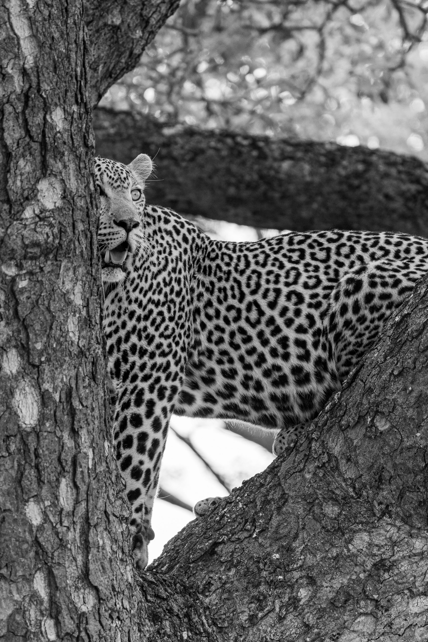 Leopard standing in tree