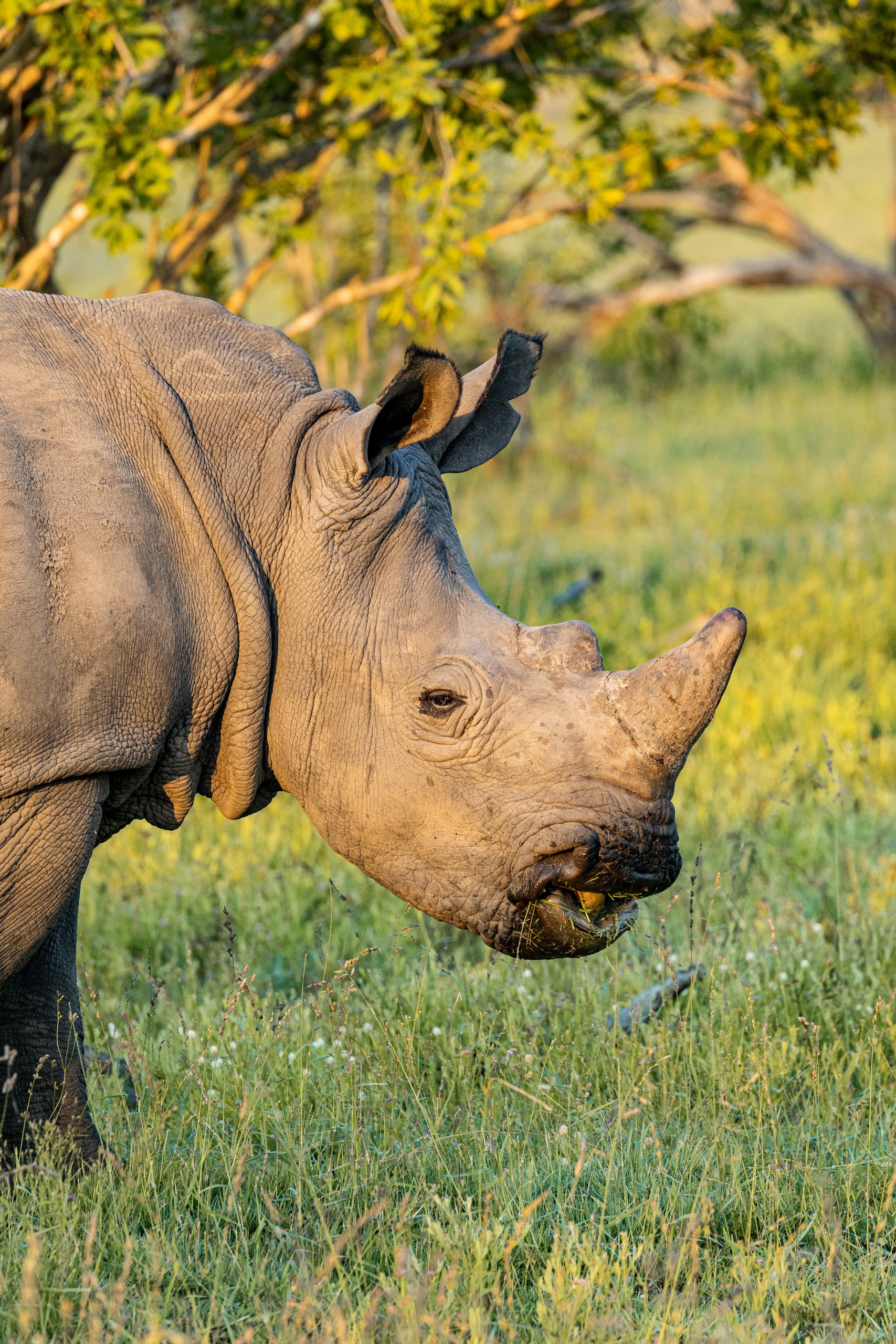 Side view head rhinoceros