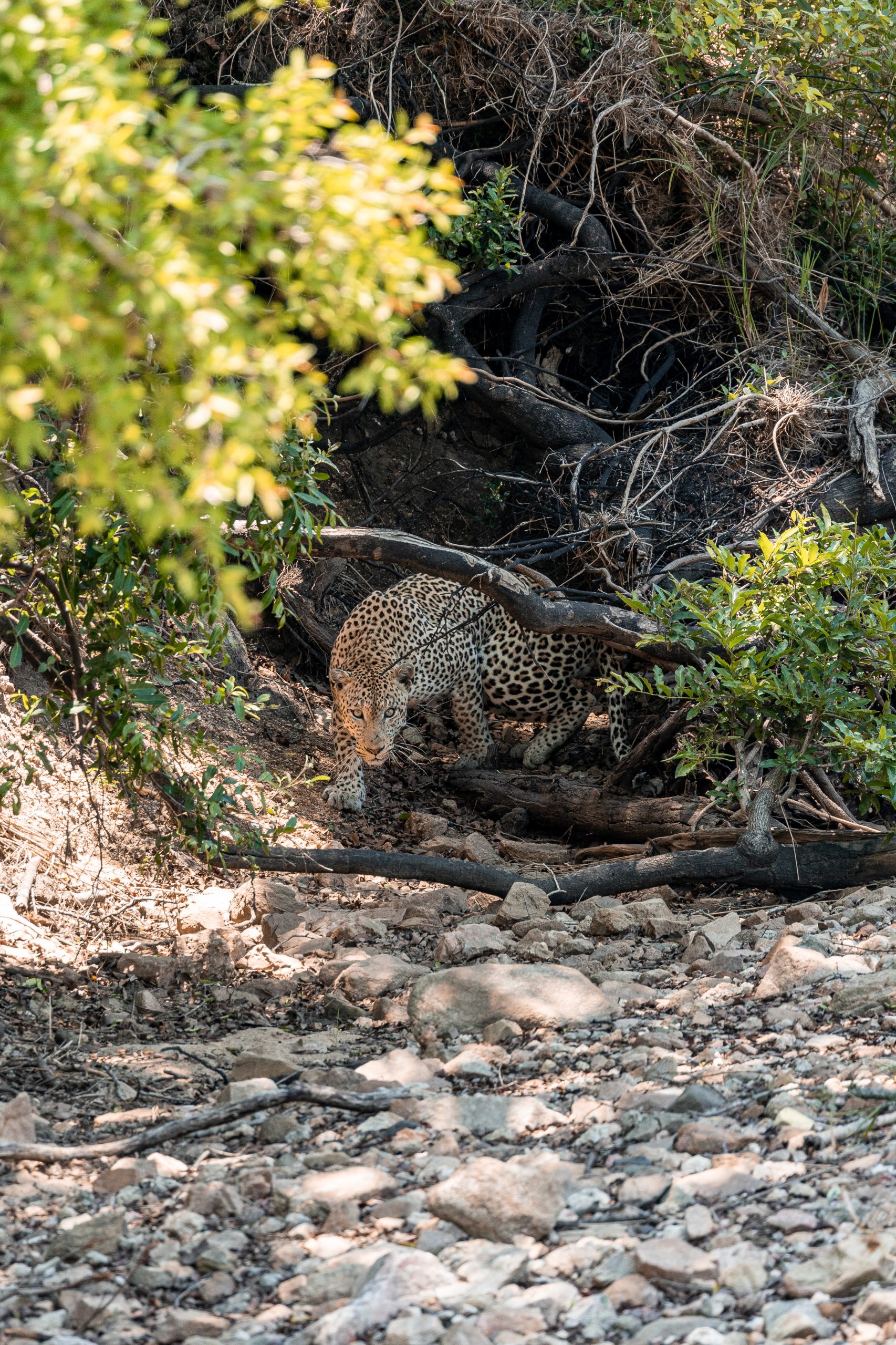 Leopard sneaking in a riverbed