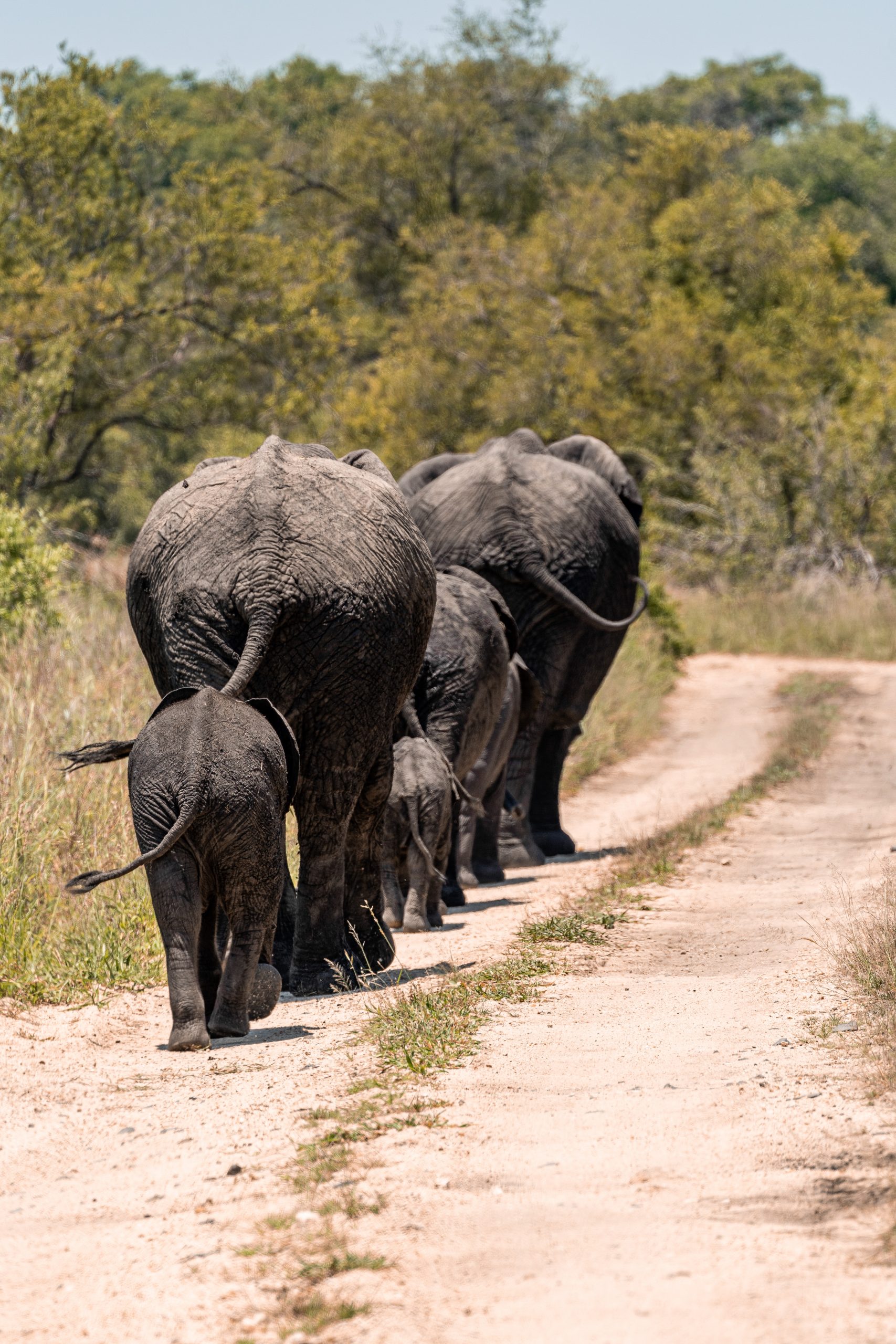 Elephants walking in a row