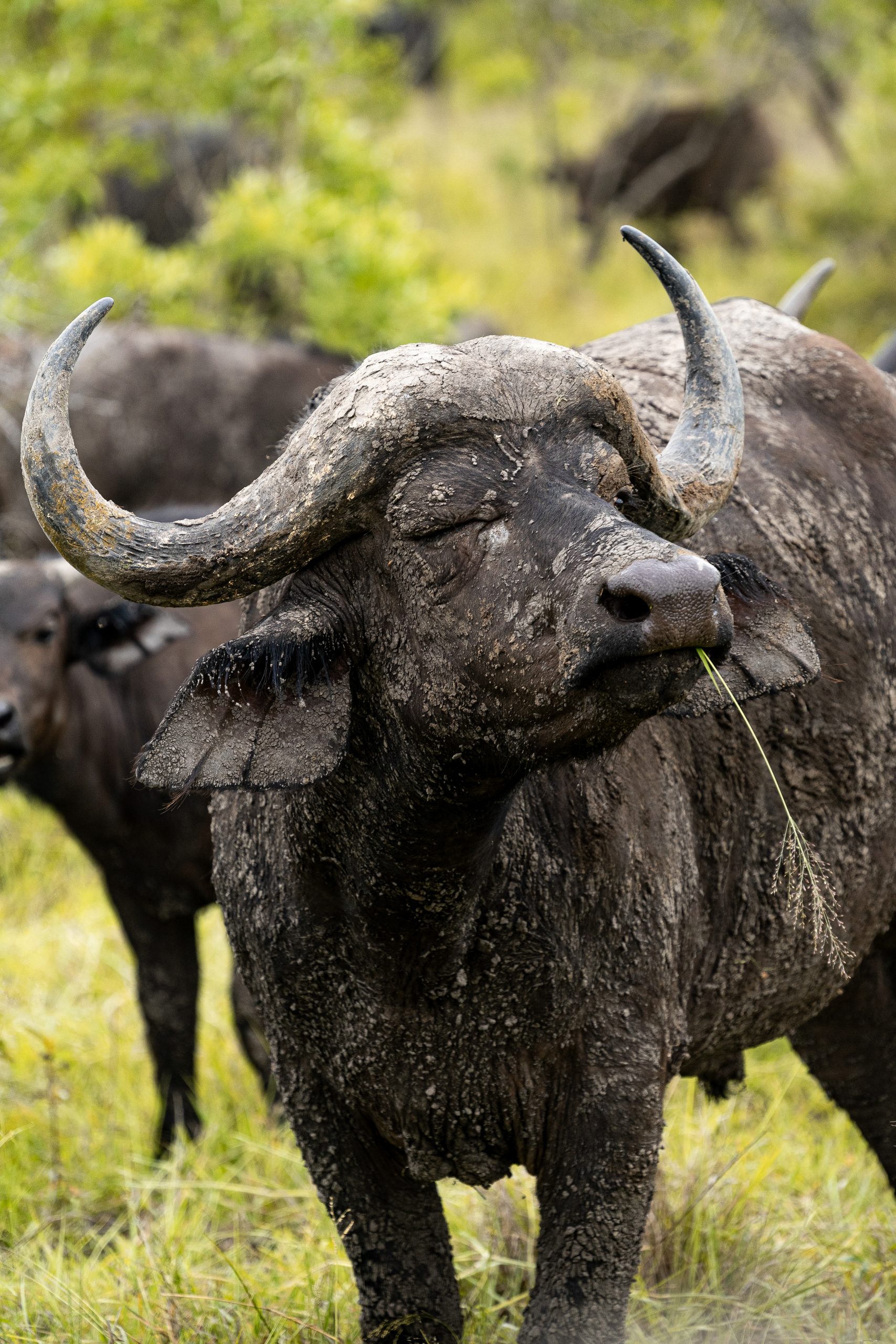 Buffalo with blade of grass