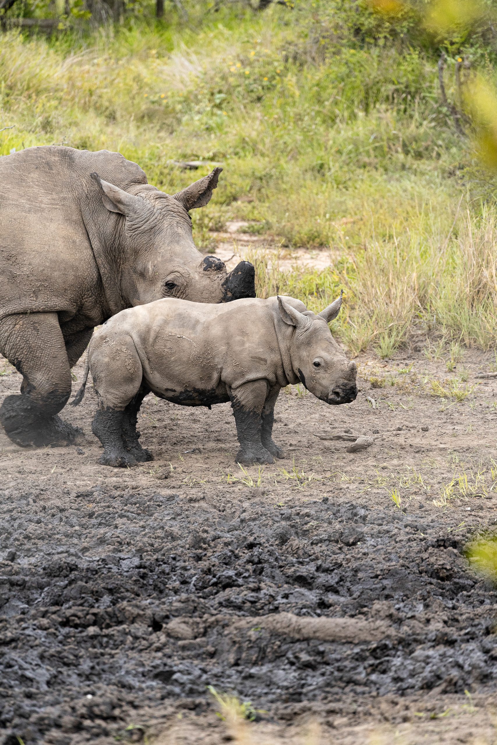 Rhinos in the mud