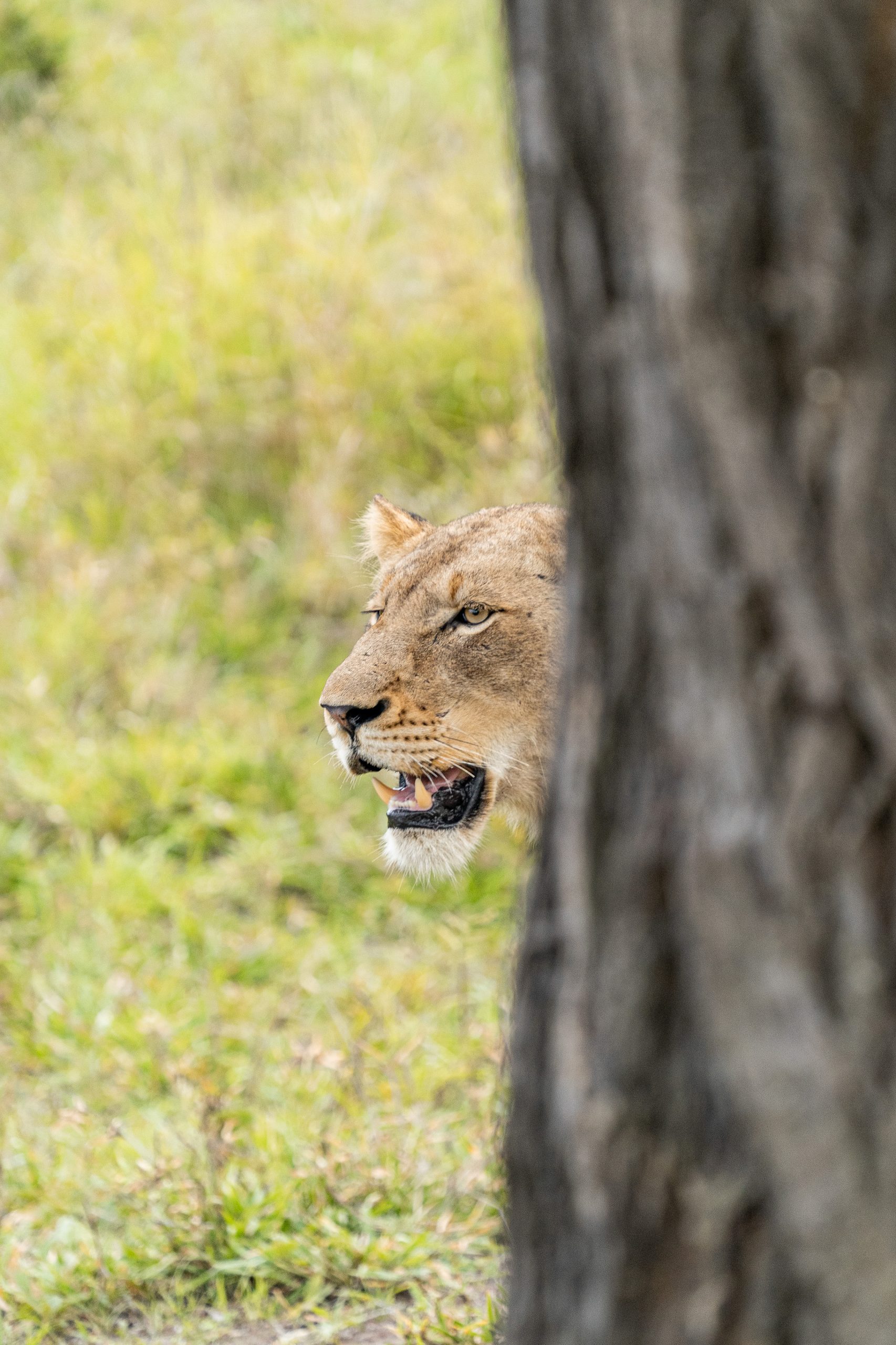 Lion emerging from behind a tree