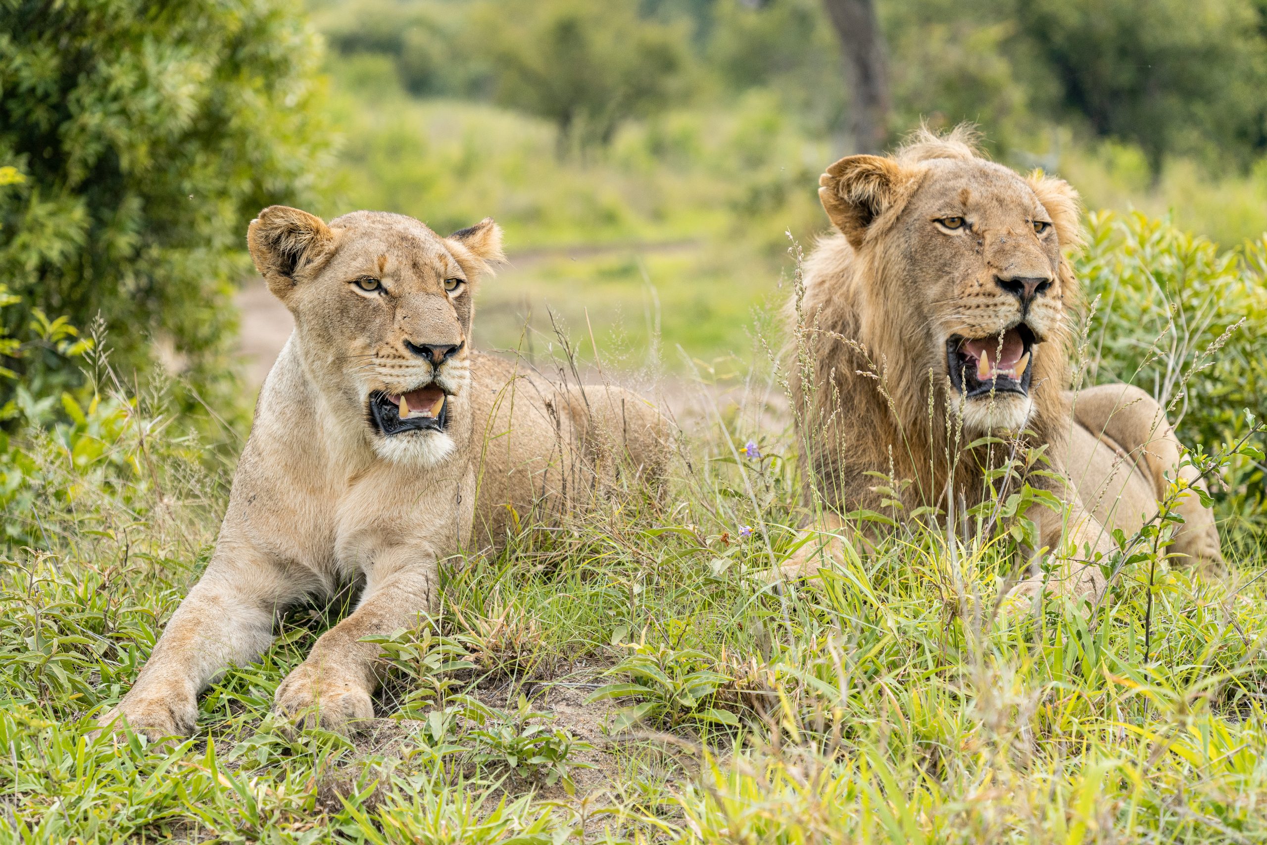 Lion couple in the grass