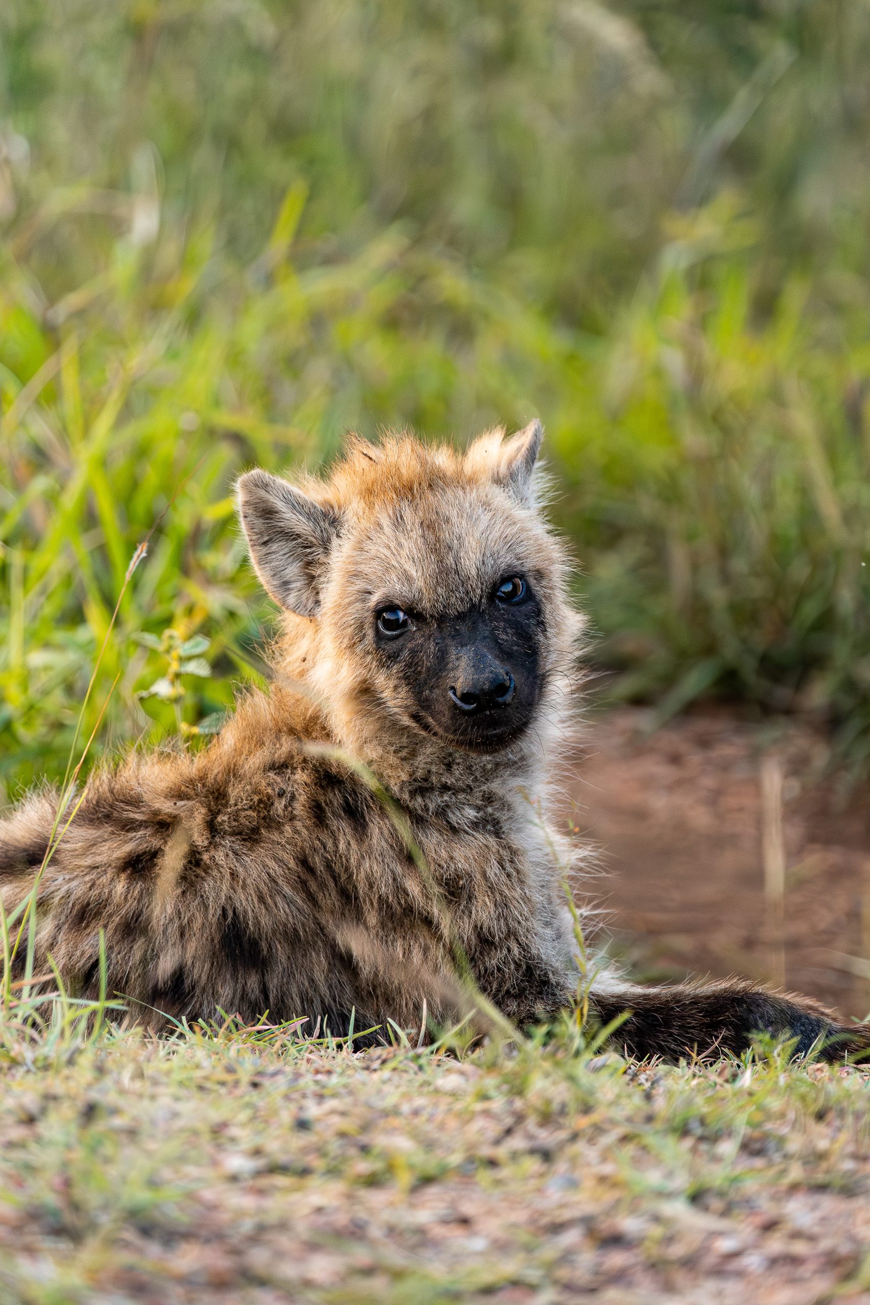 Lying baby hyena