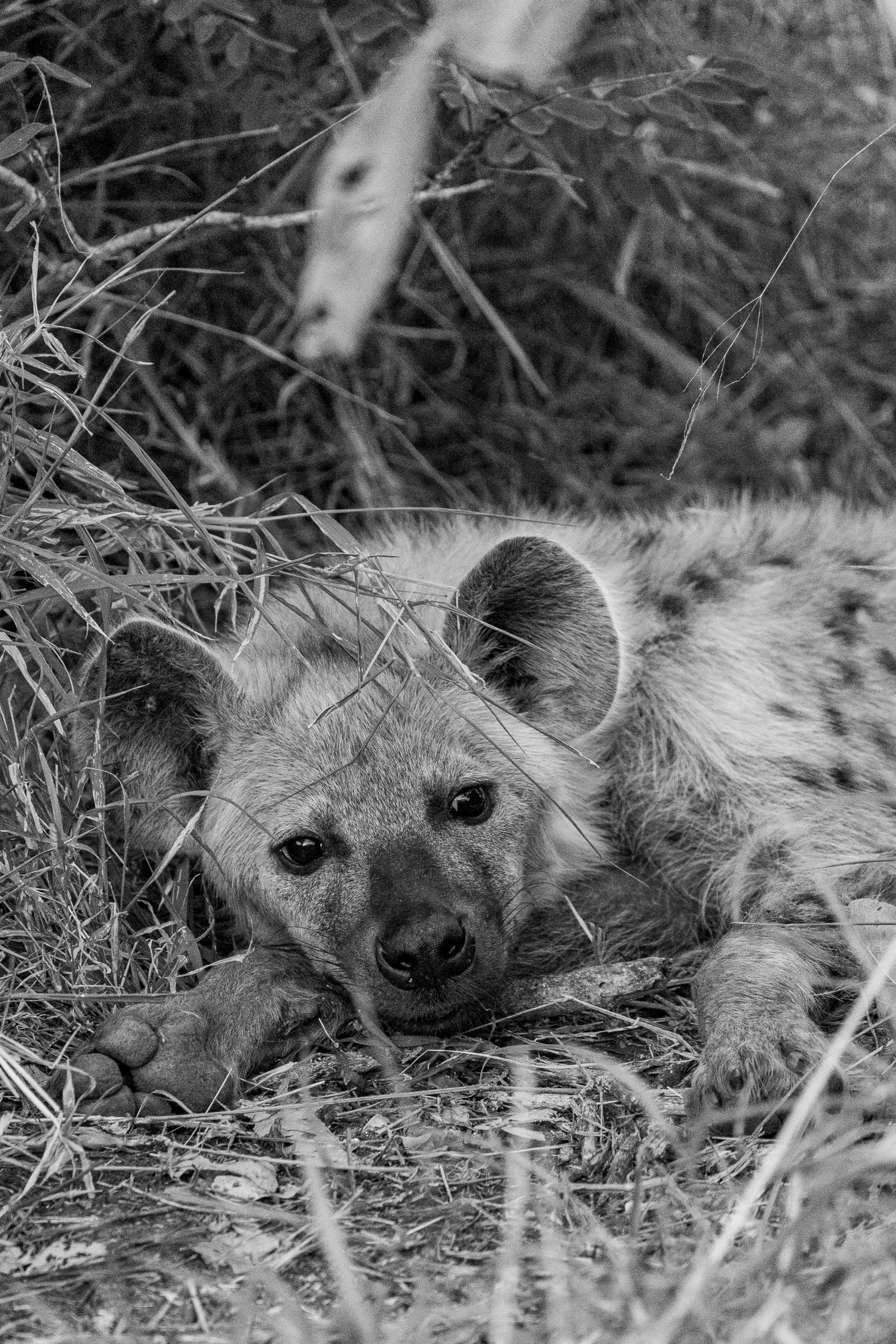 Resting hyena