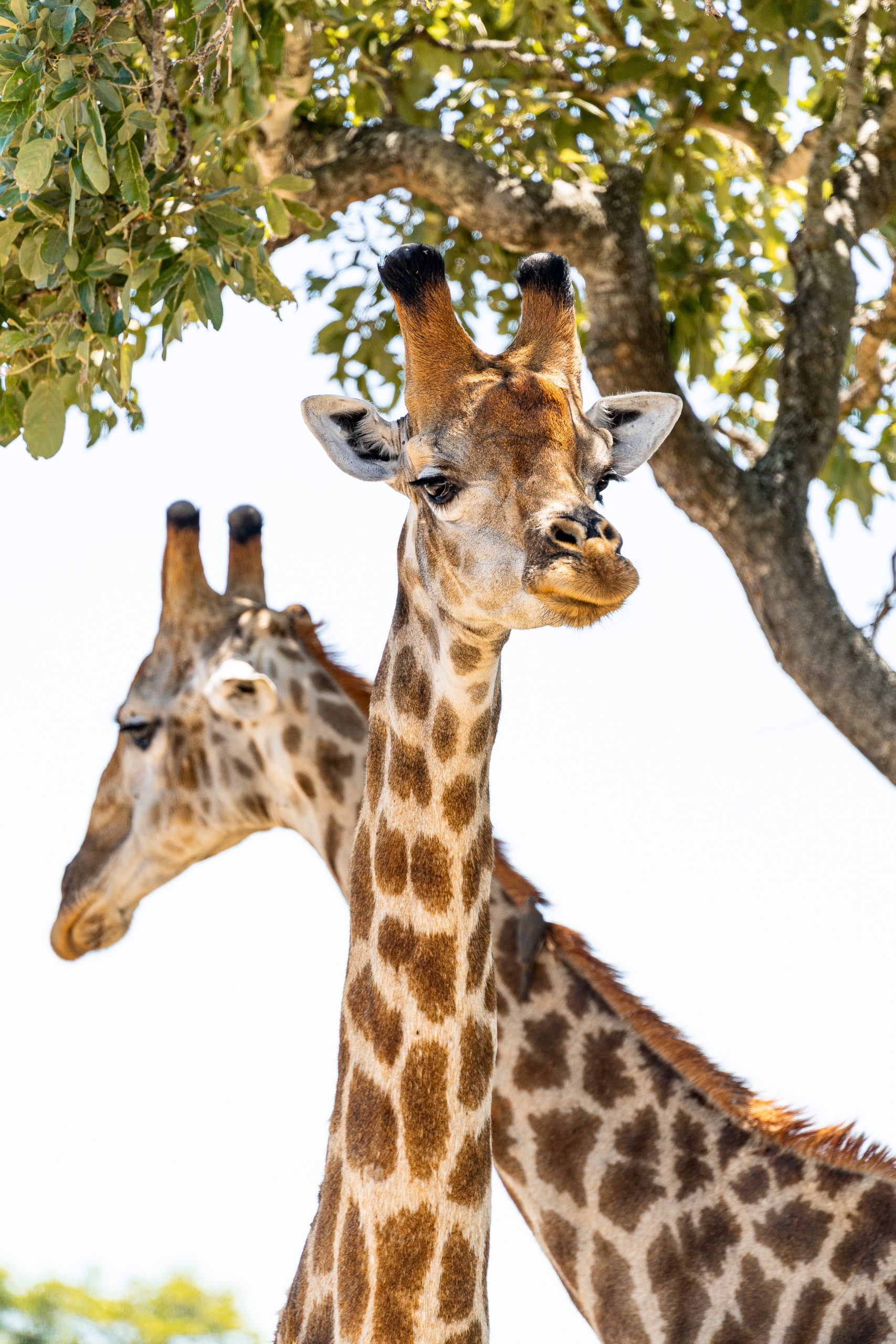 Two giraffes standing under a tree