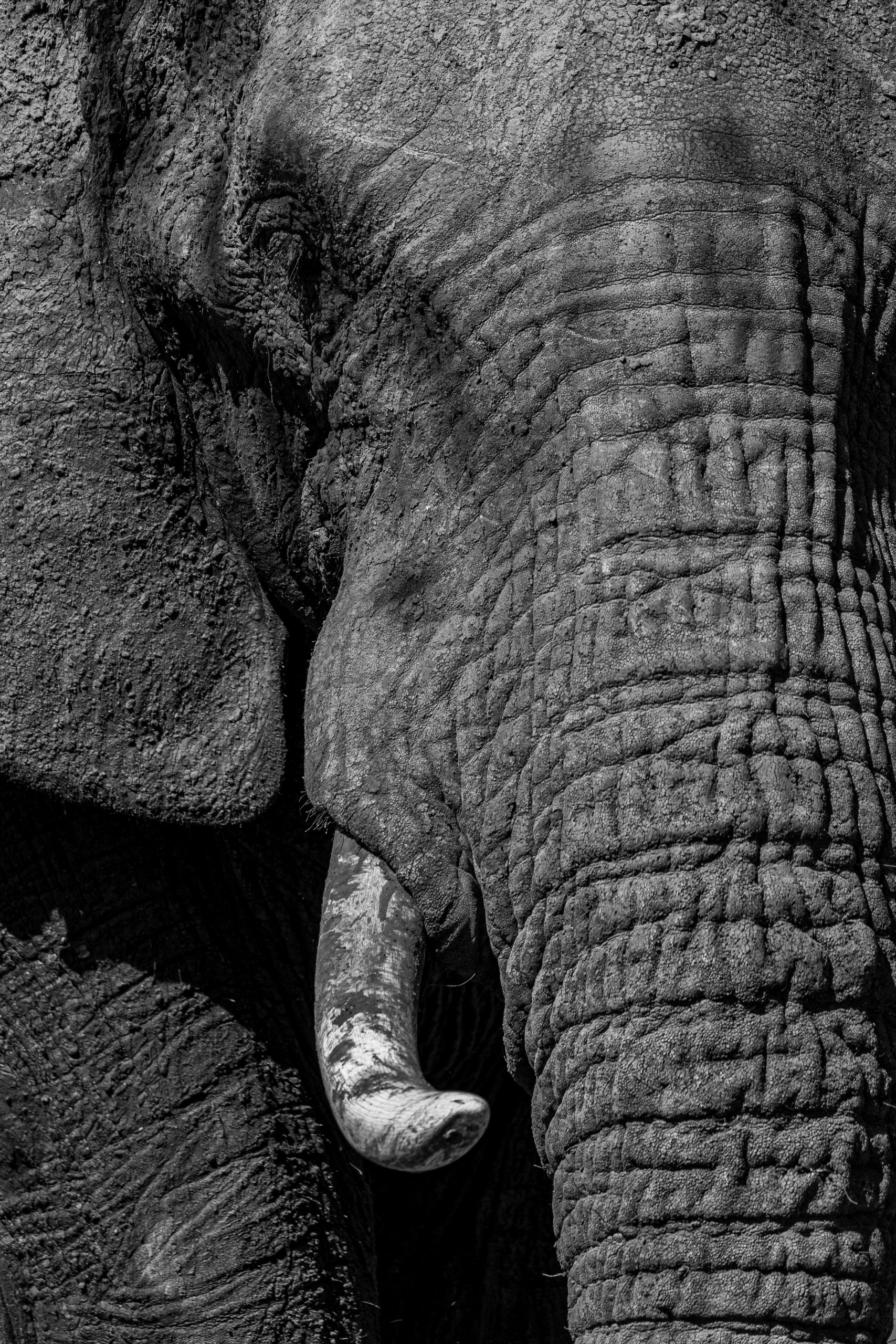 Close up elephant tusk