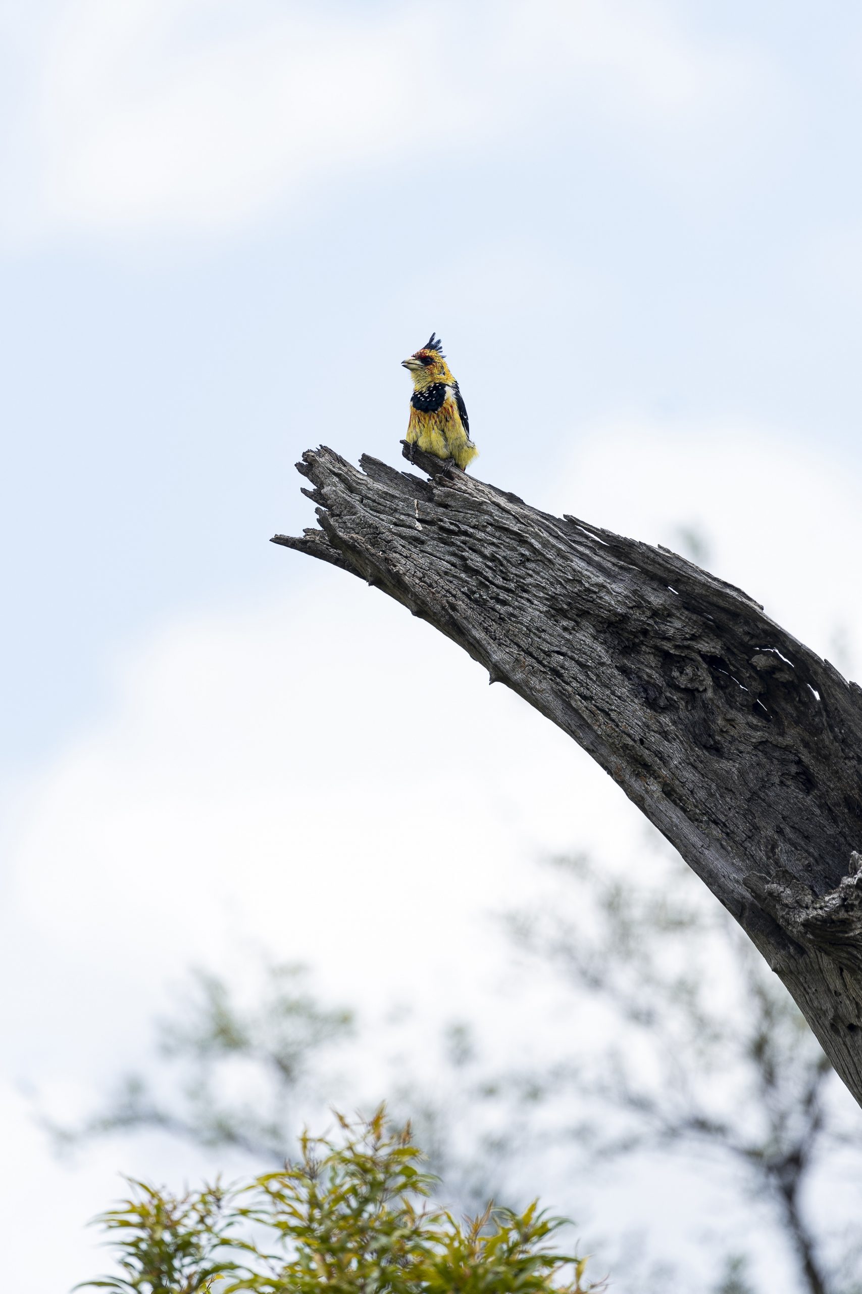 Pássaro colorido sentado num ramo