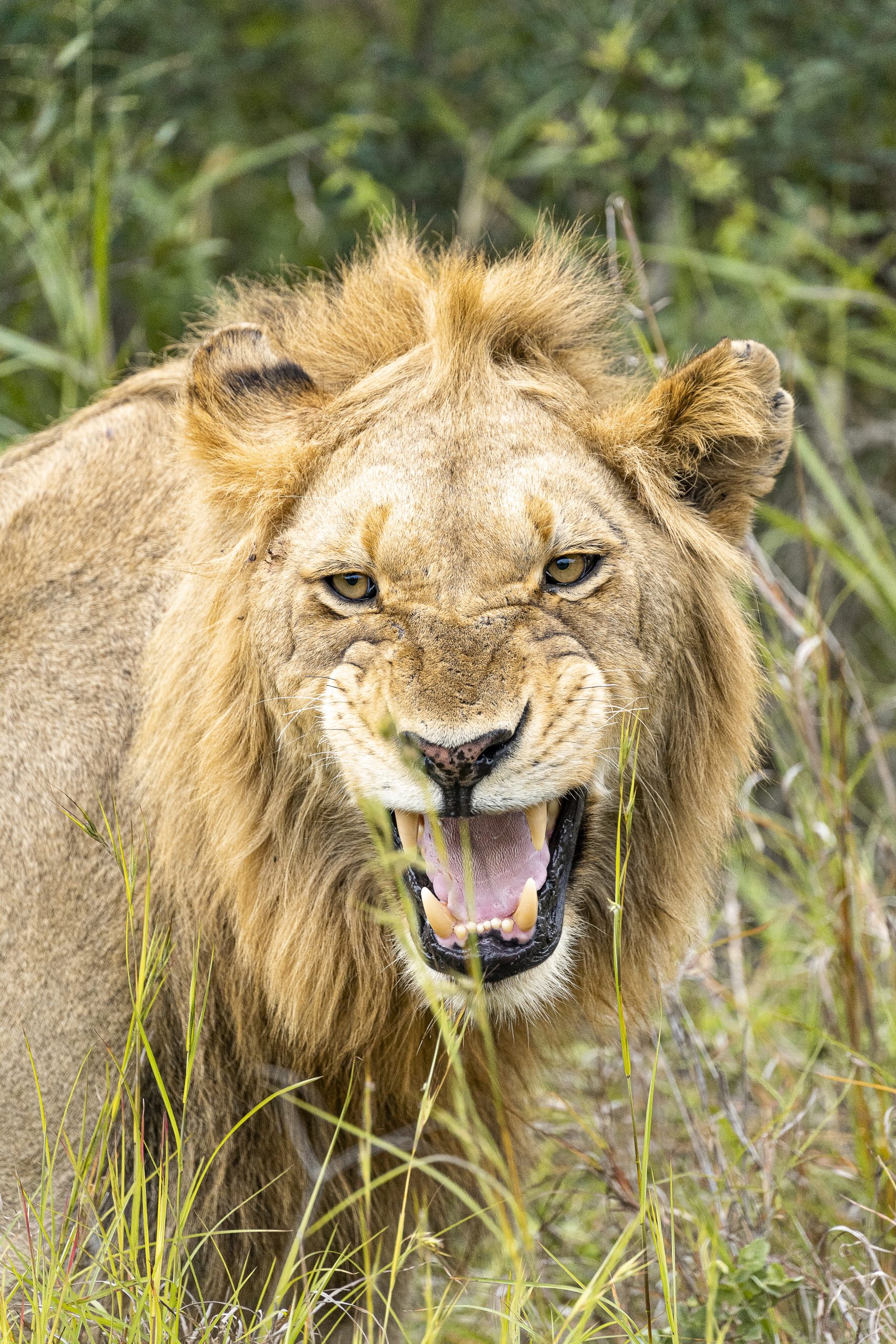 Leão com expressão zangada