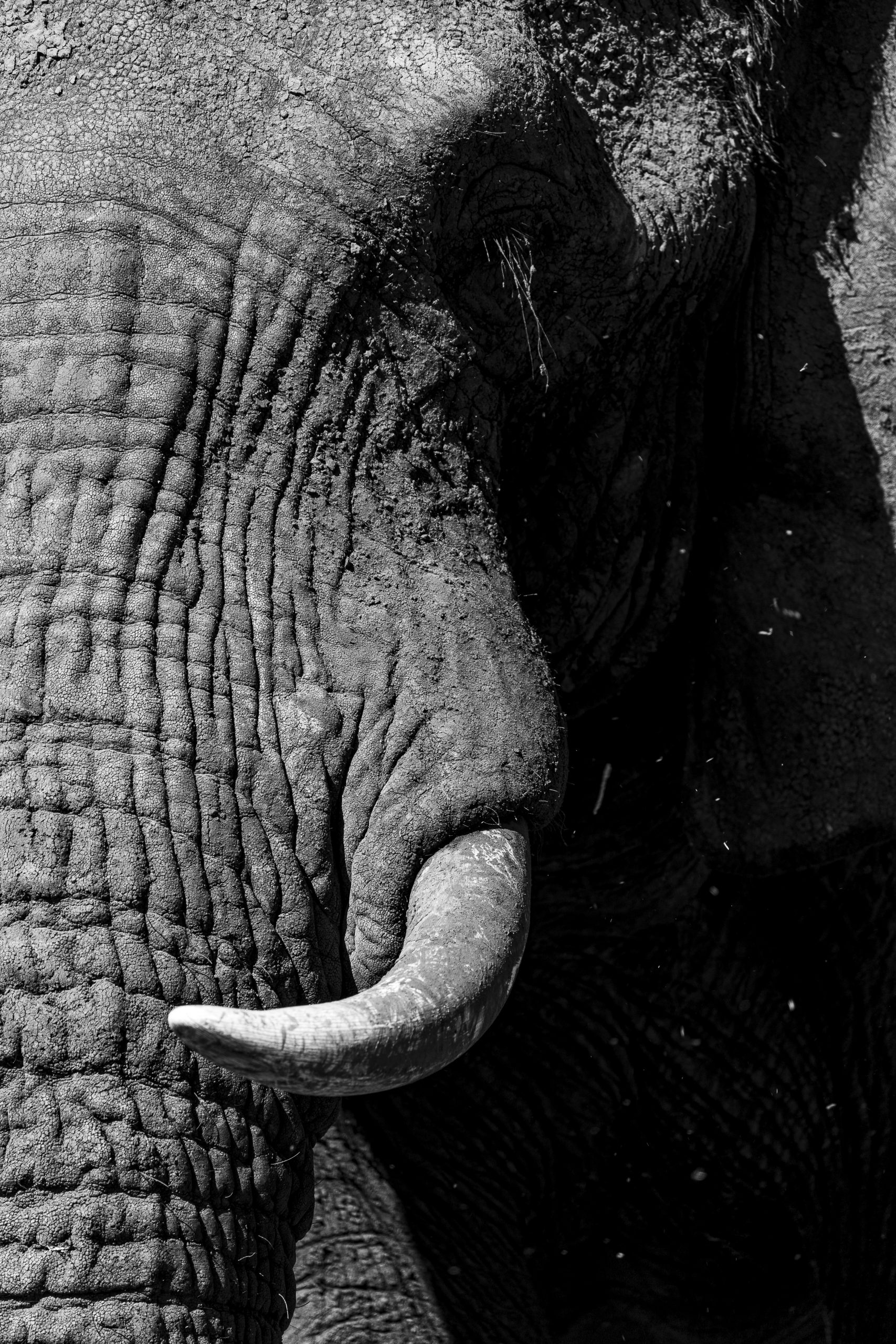 Imagem detalhada da face de um elefante