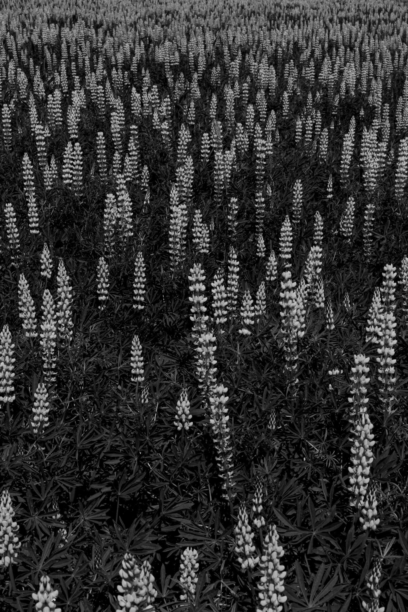 imagem a preto e branco de plantas