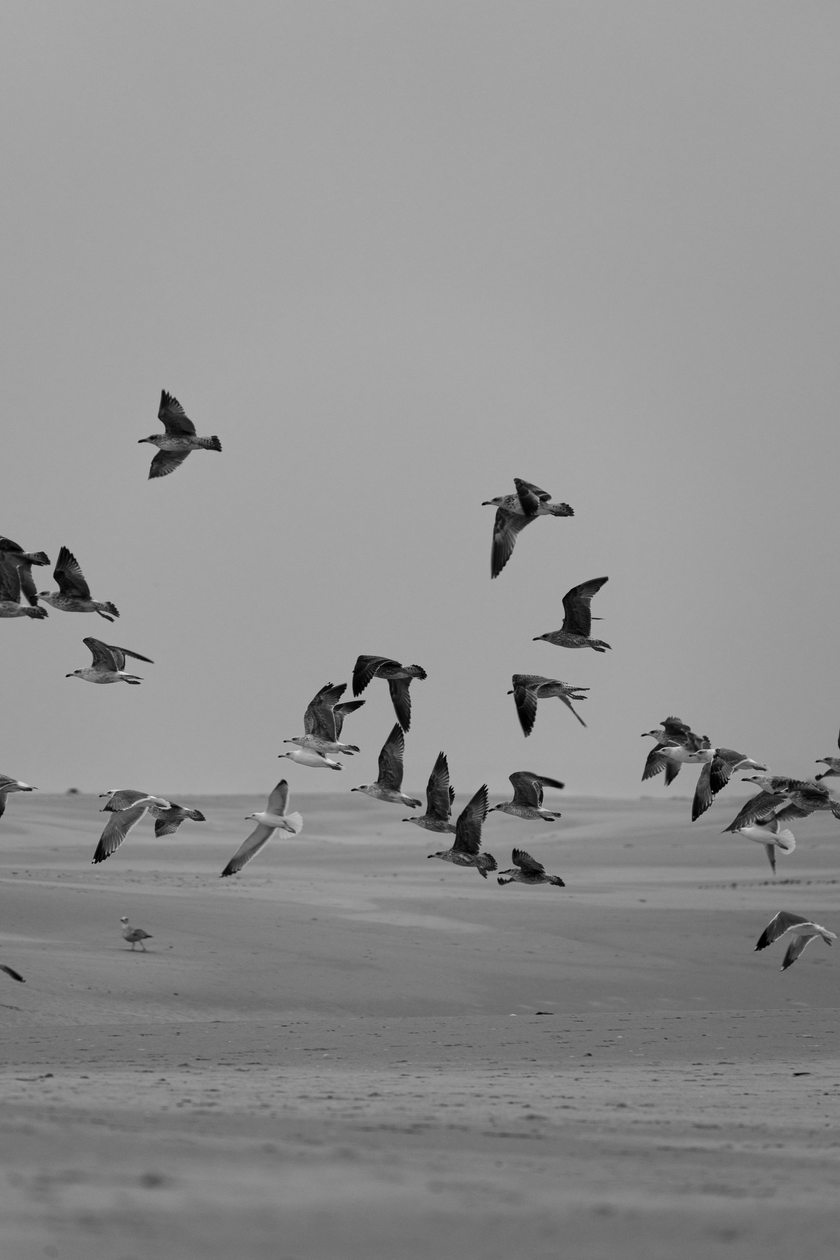 gaivotas a voar na praia