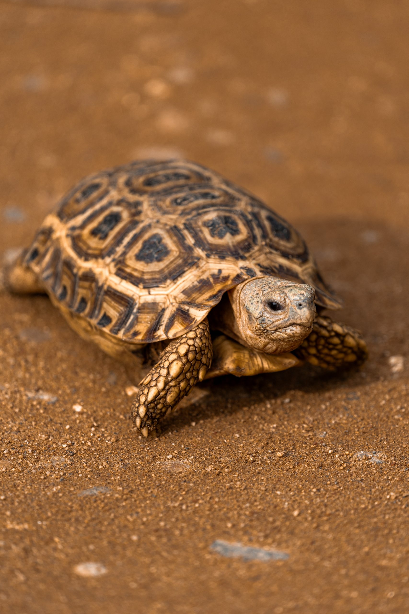 Tartaruga amarela em solo areoso