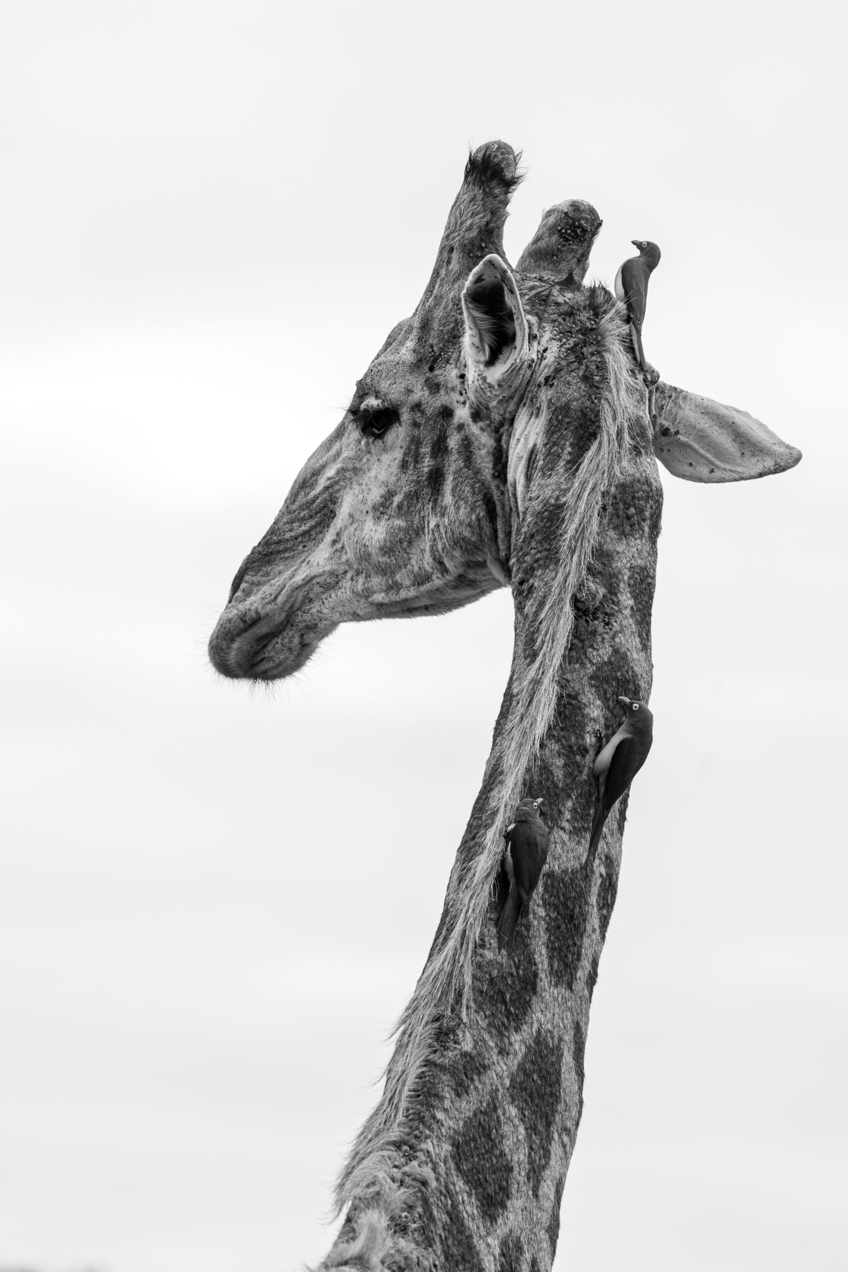 Girafa com passarinhos