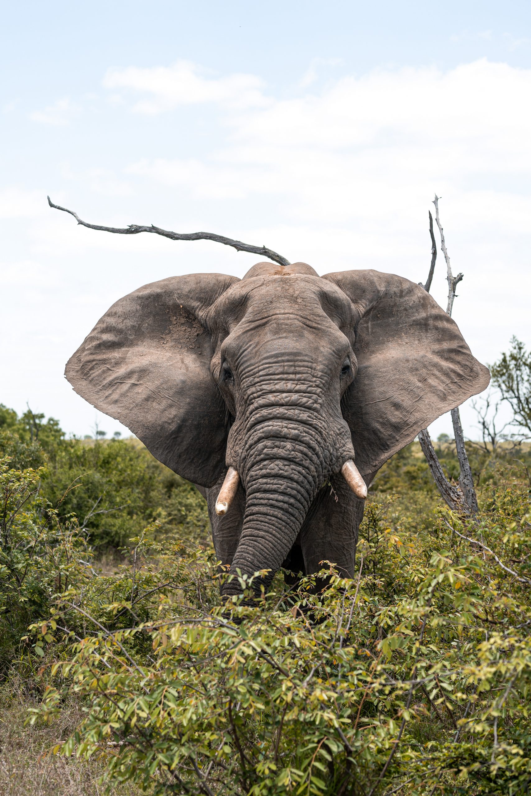 Elefant mit großen Ohren