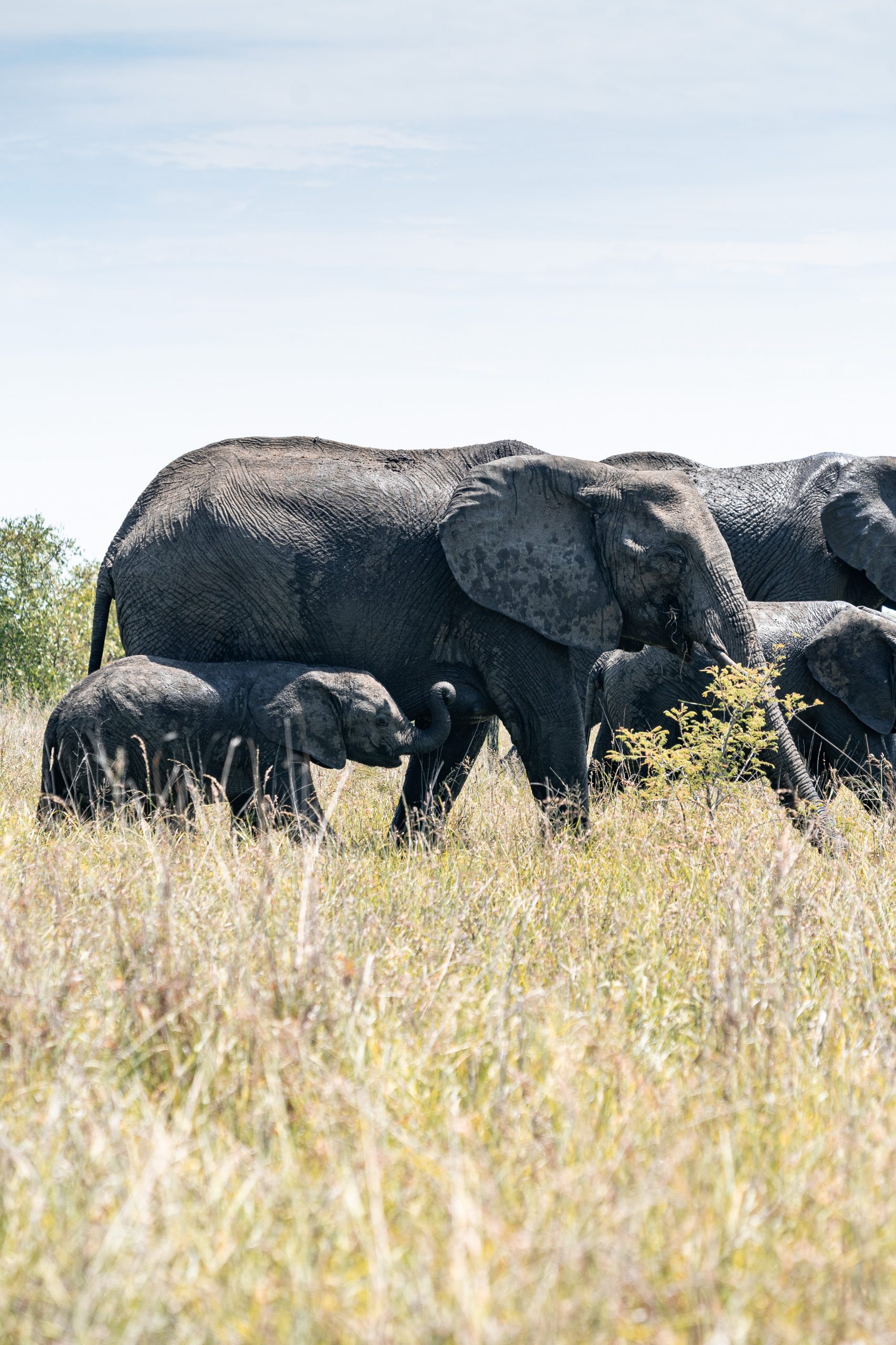 Elefanenfamilie in Bewegung