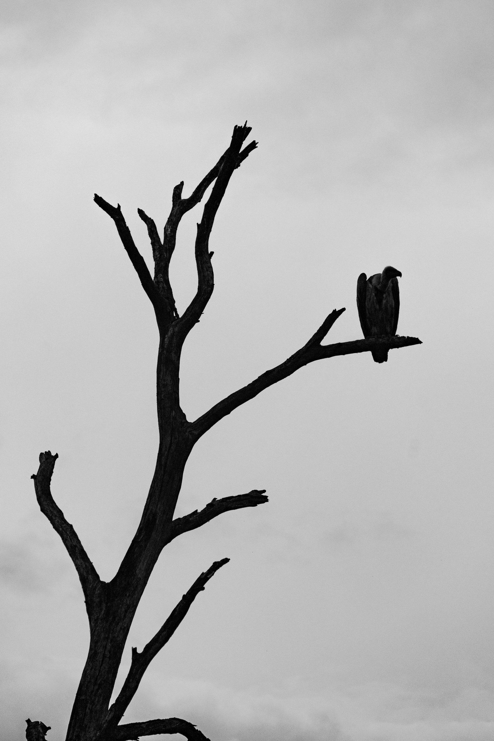 Um abutre em contra luz na árvore