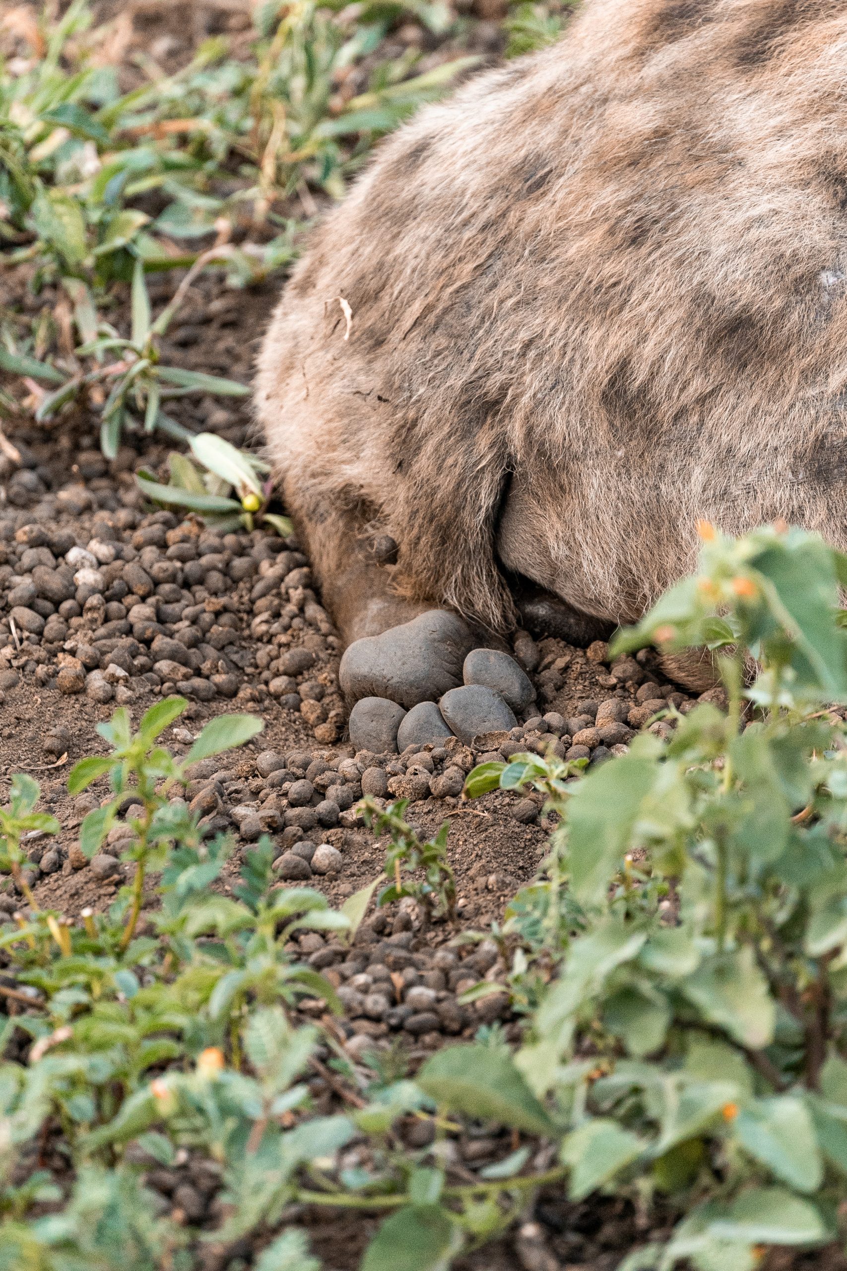 Hyänentatze im Sand 