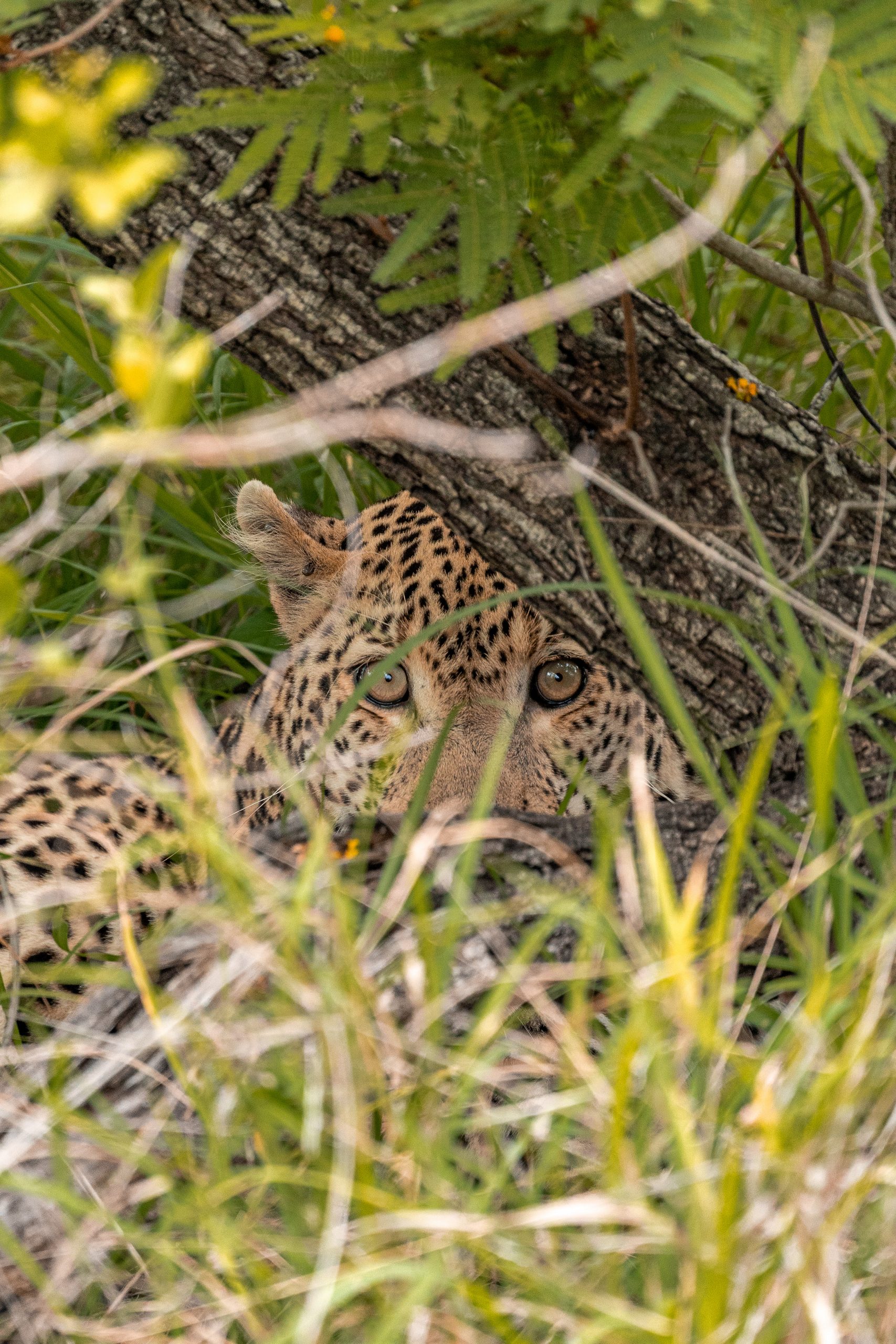Durch Gras blickender Leopard