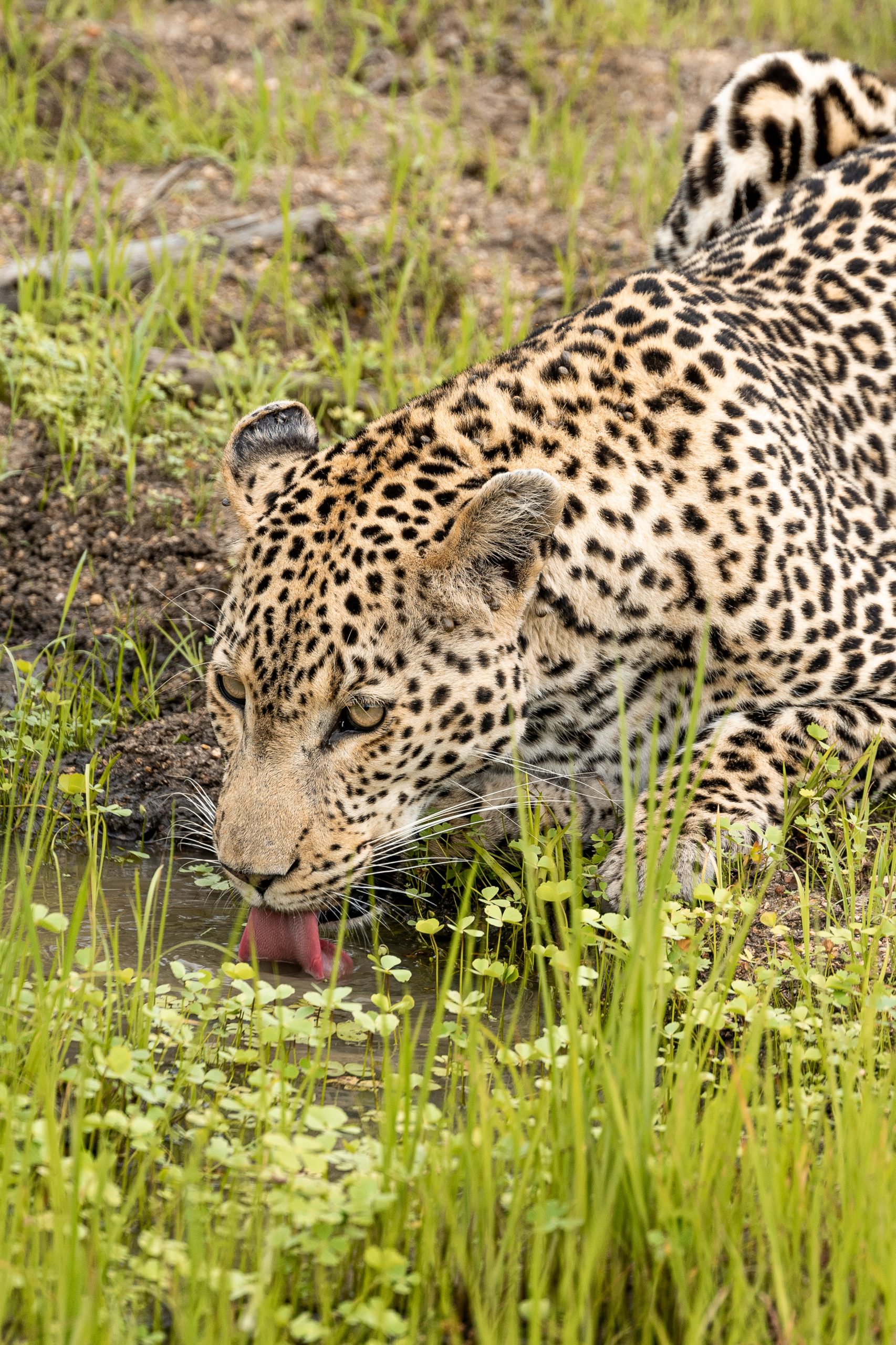 Leopard beim Trinken