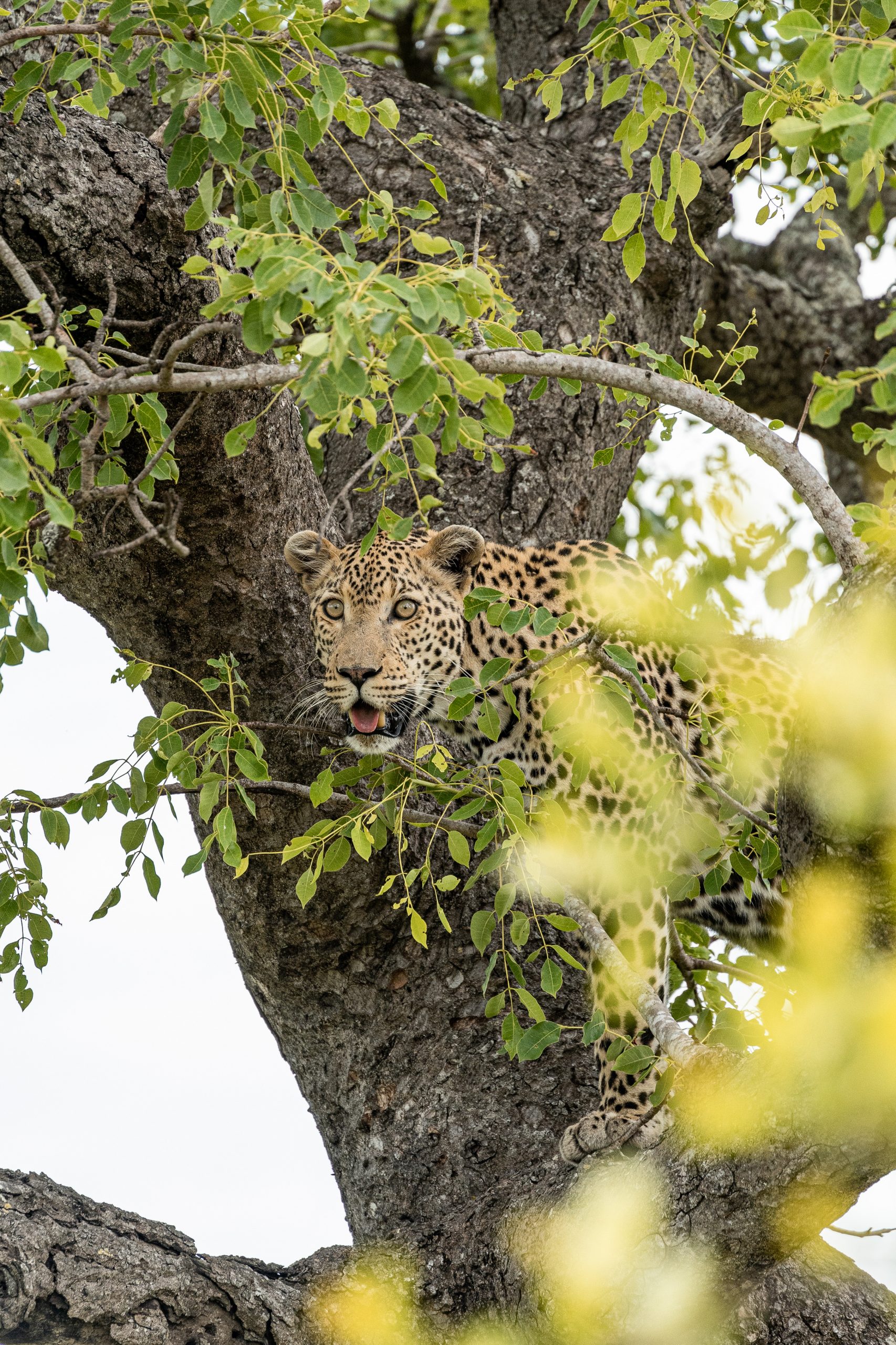 Leopardo a trepar na árvore