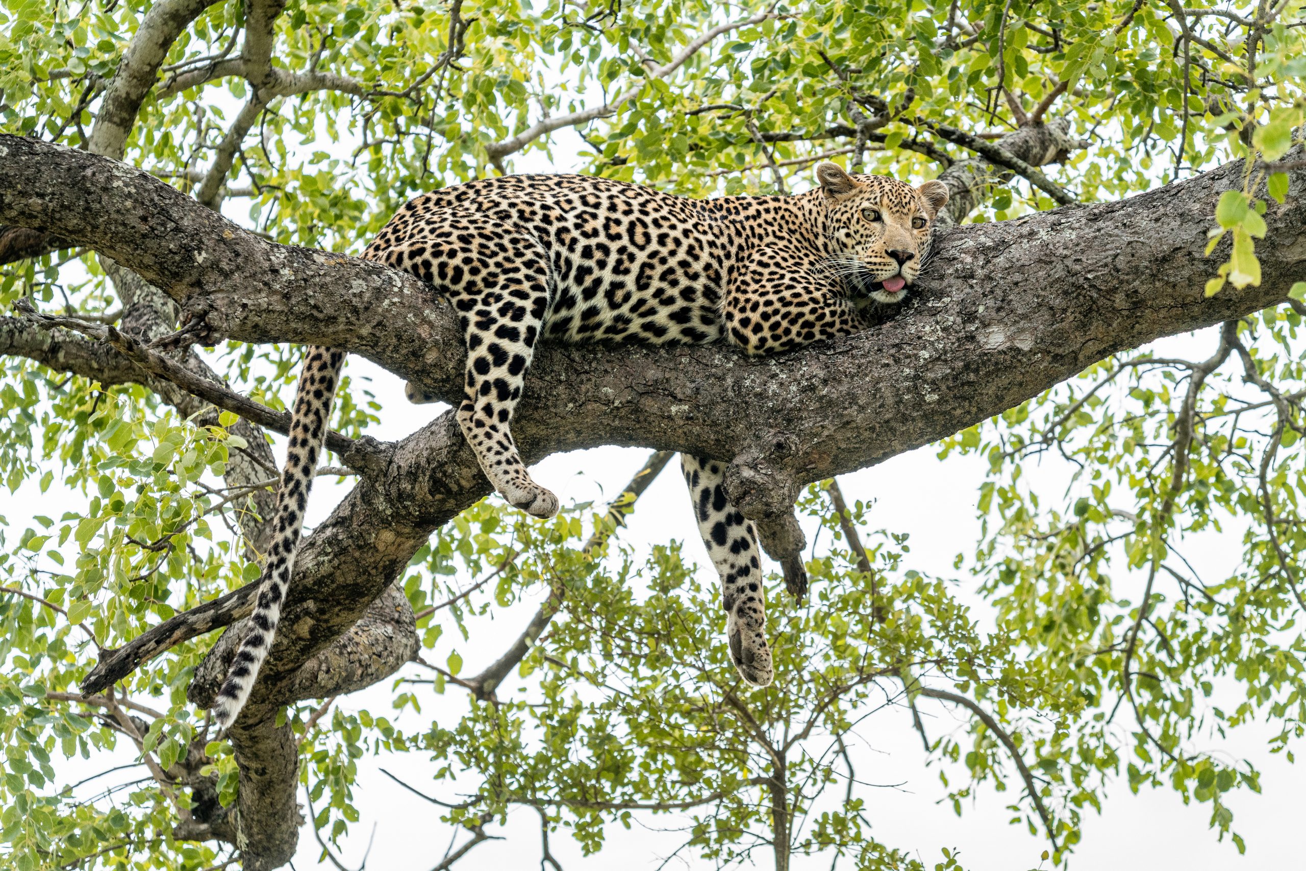 Leopardo deitado num tronco 