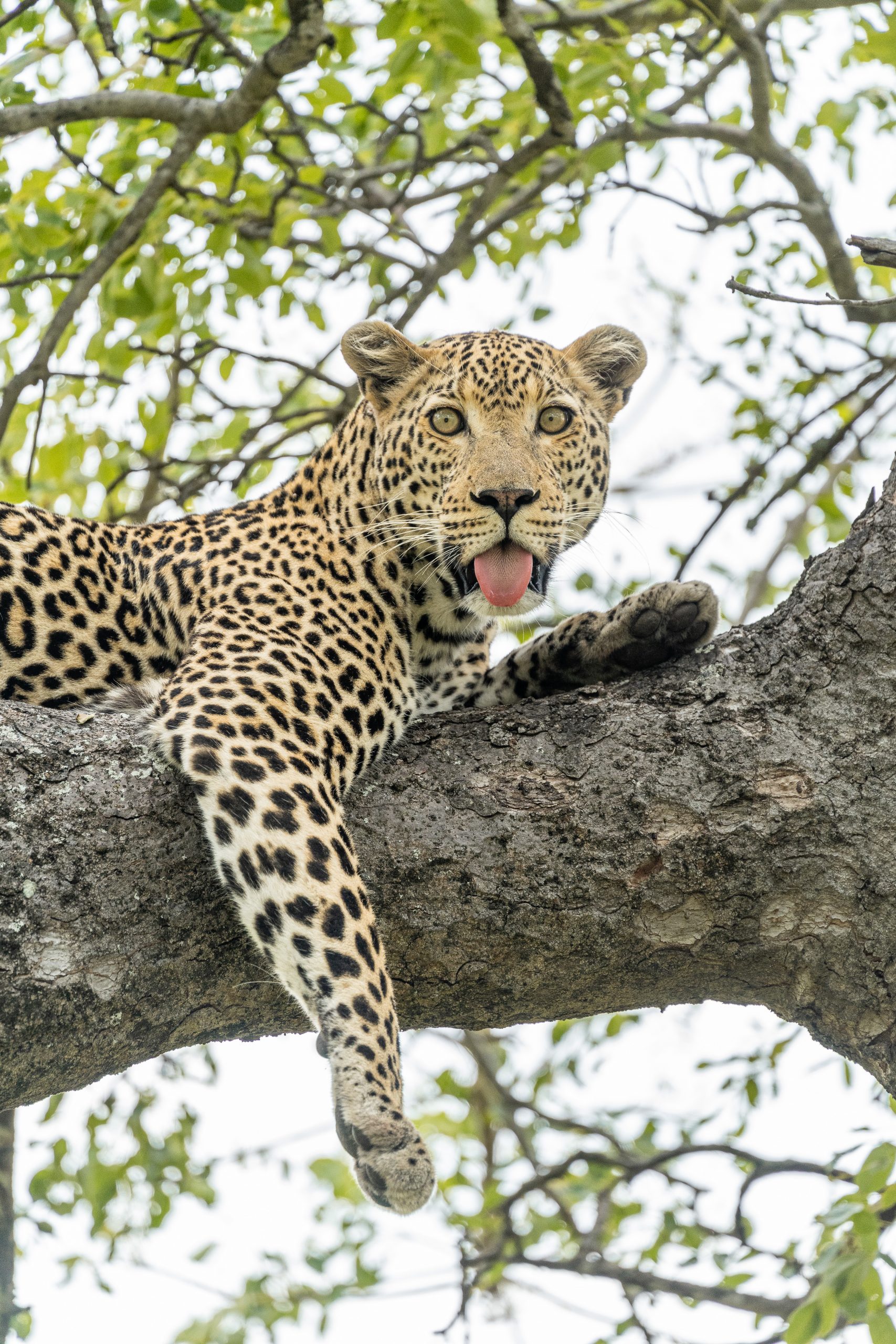 Leopard mit herausgestreckter Zunge 