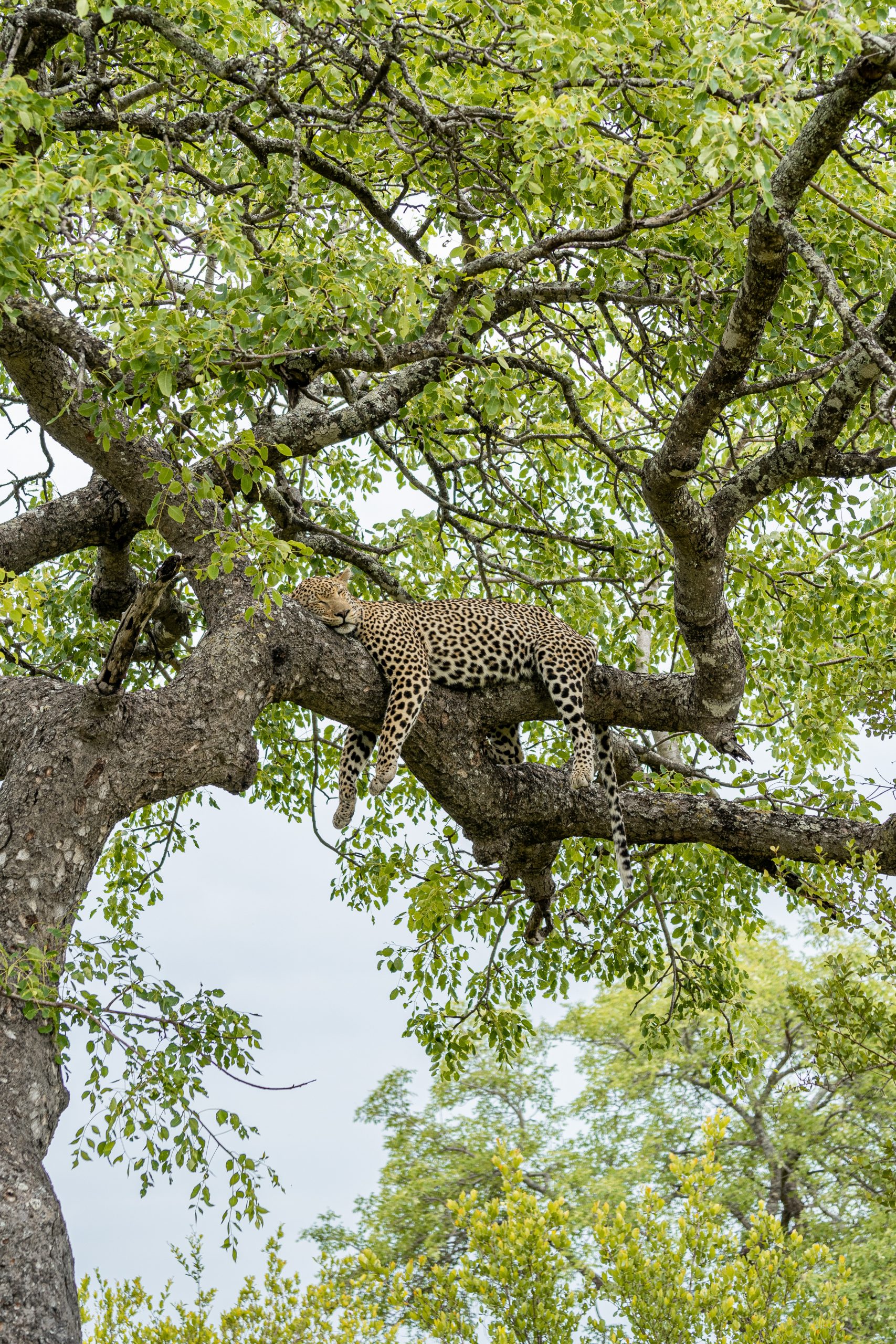 Leopardo a dormir numa árvore