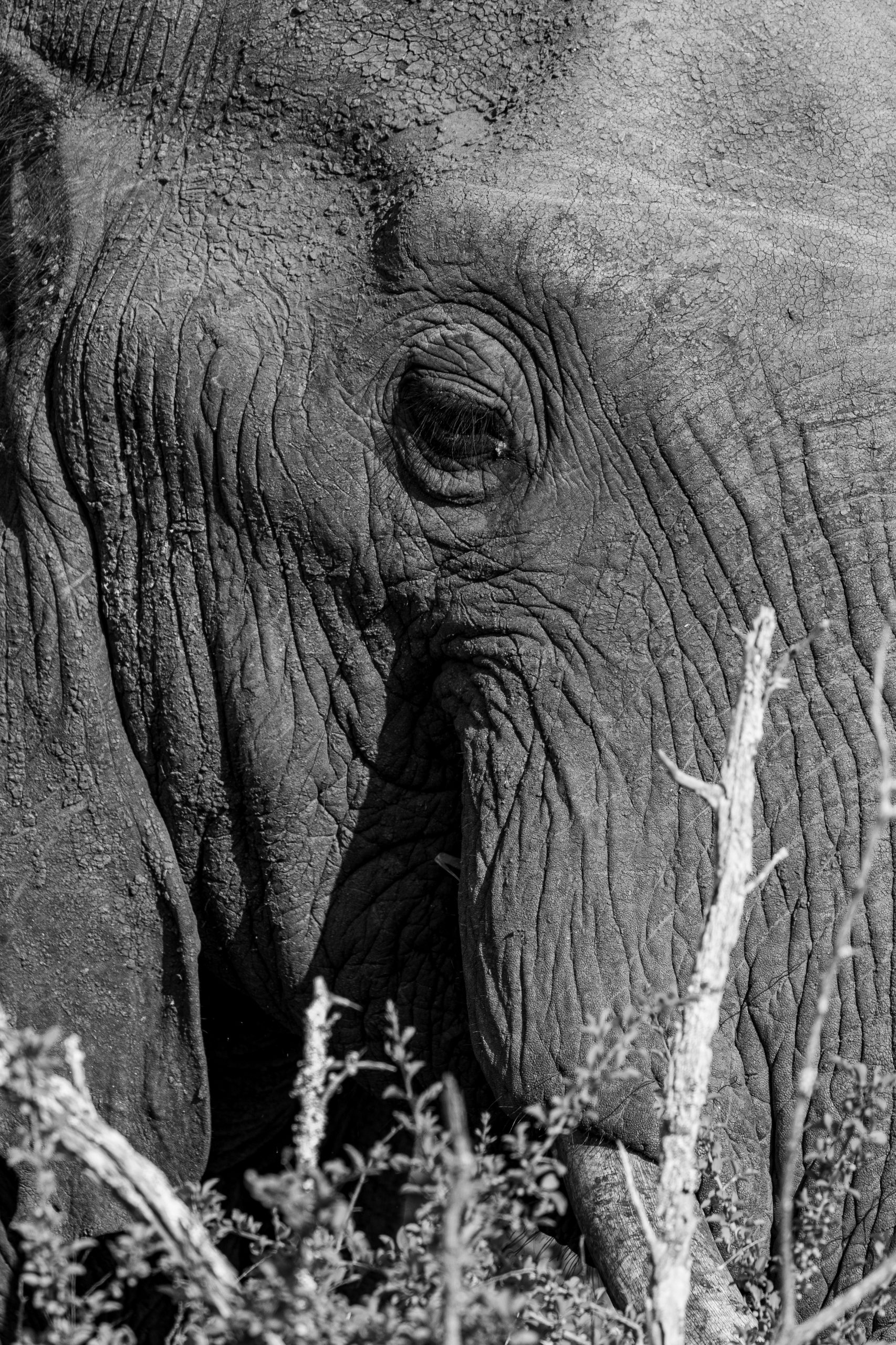 Face dum elefante por trás dum arbusto 