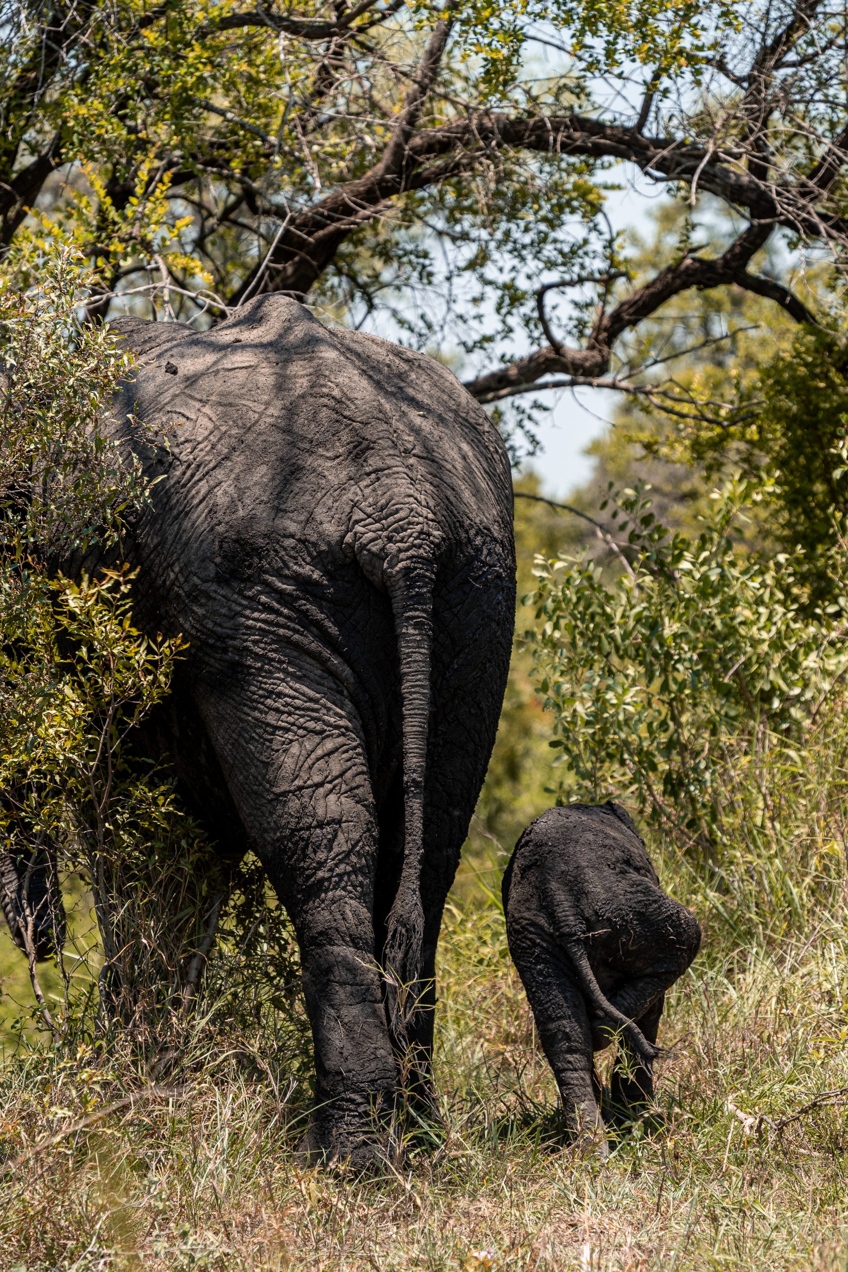 Um elefante jovem com a sua mãe