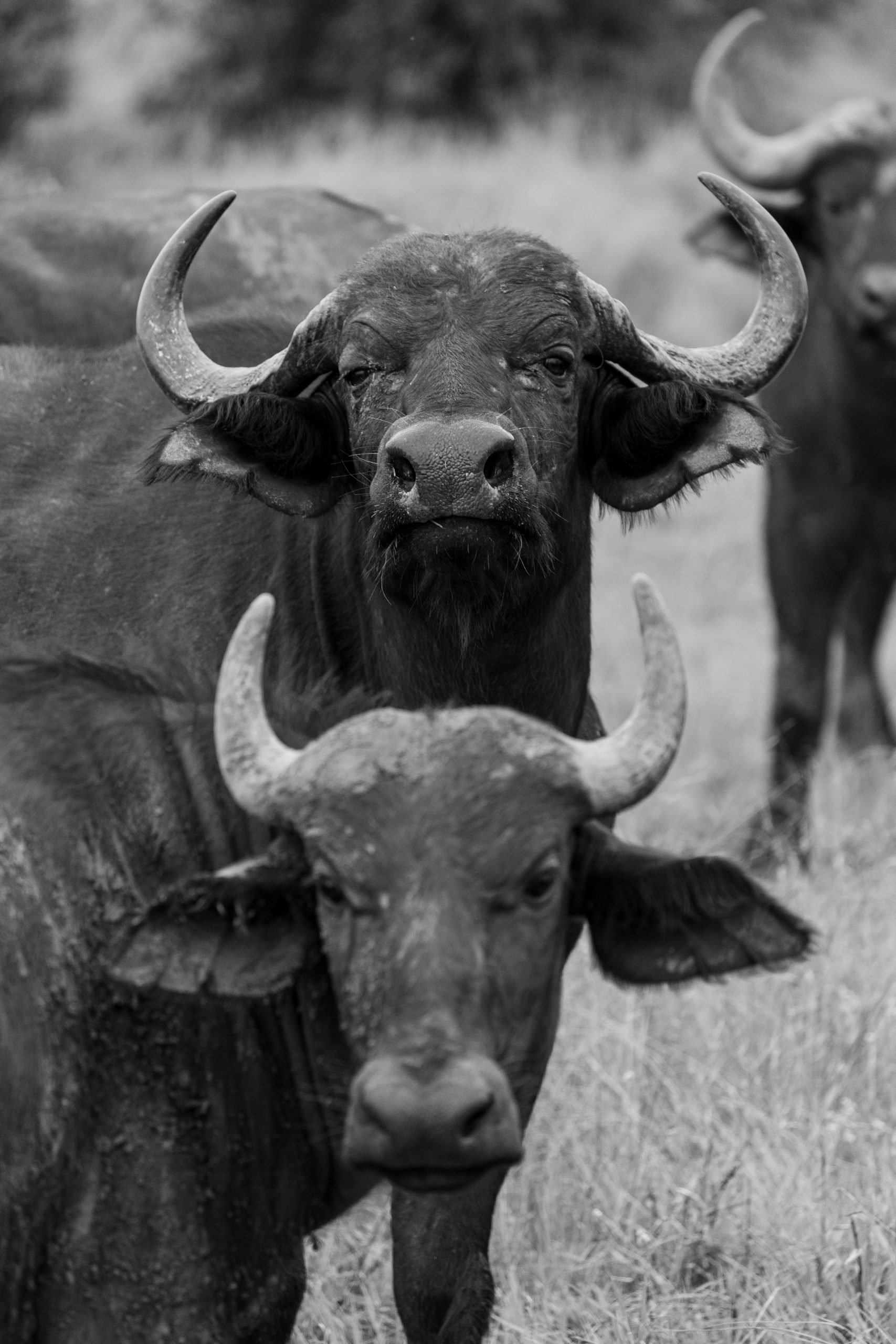 Dois búfalos alinhados um atrás do outro