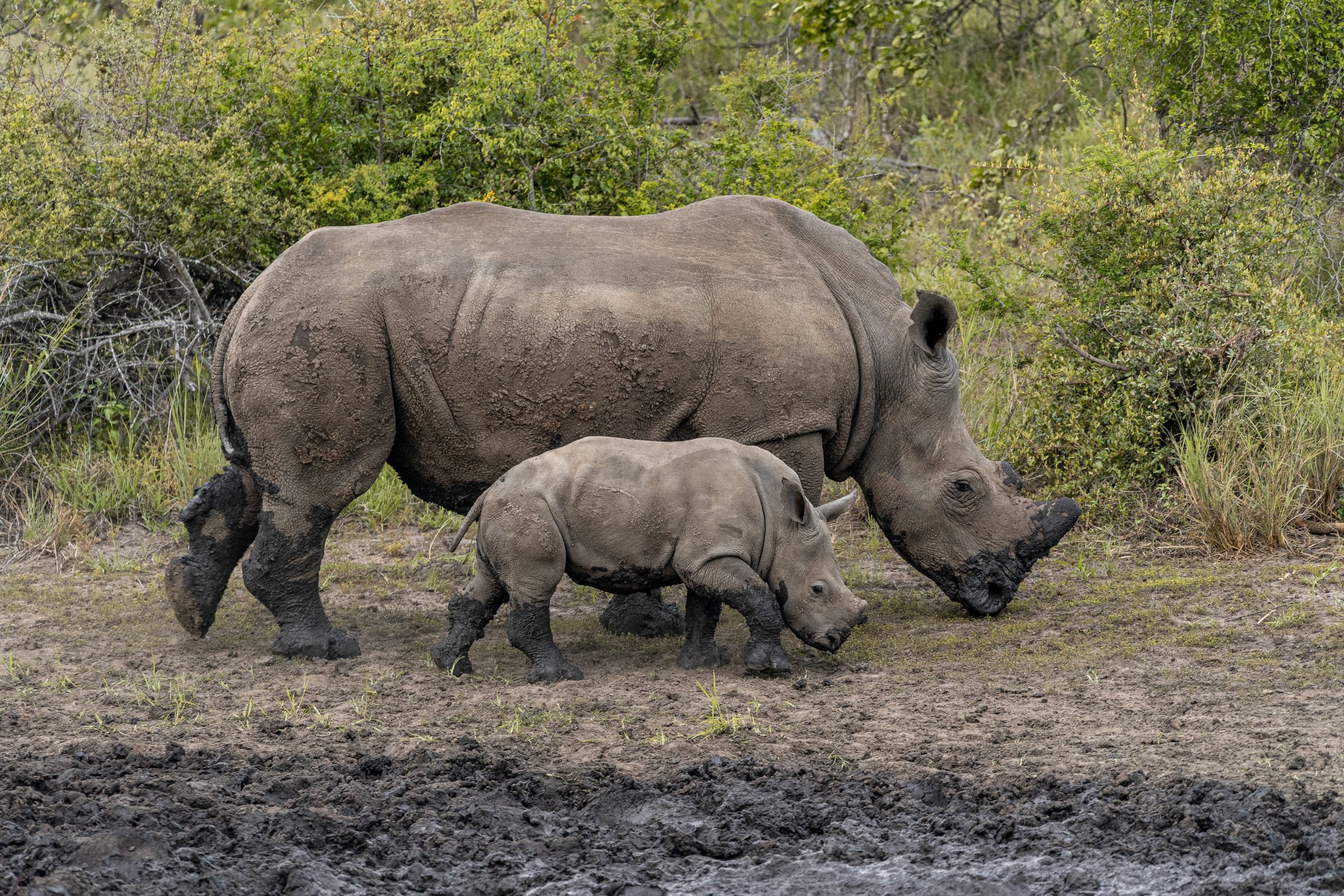Um rinoceronte e a sua cria a passear