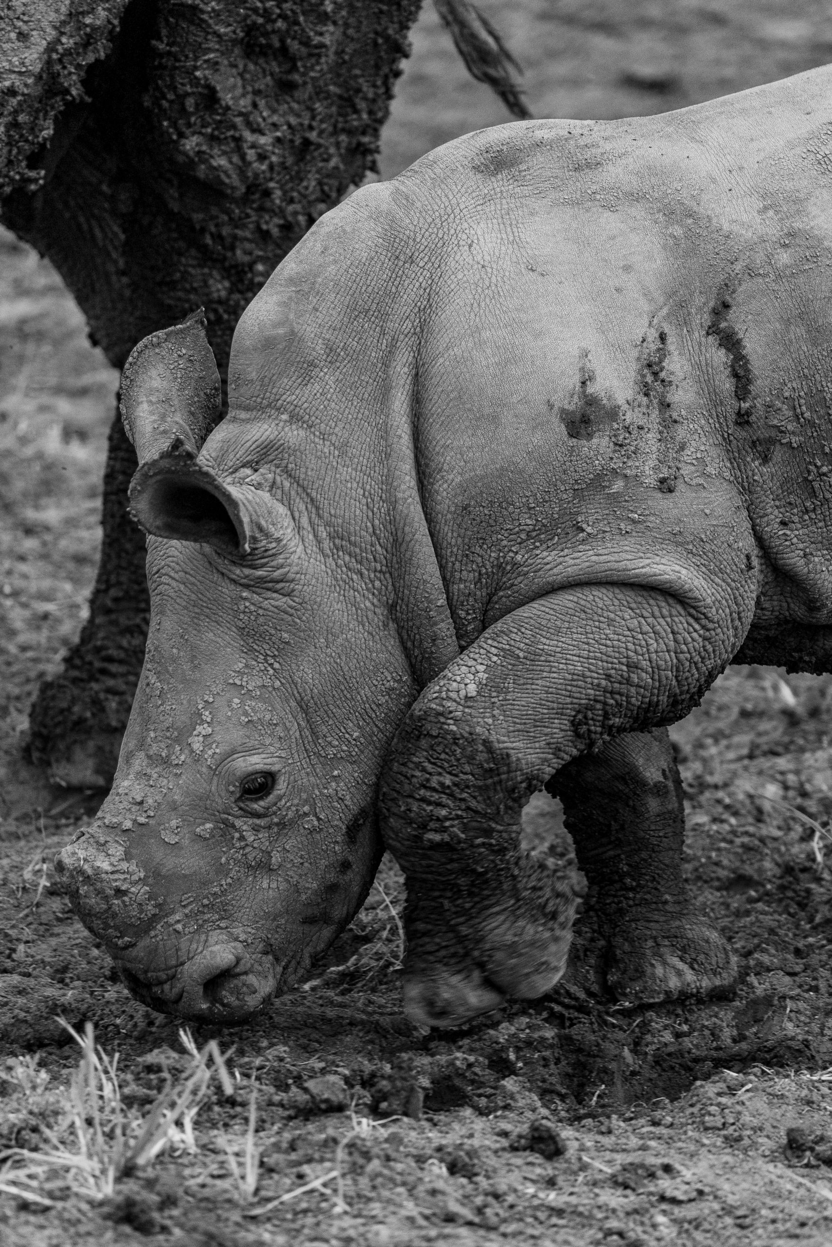 Rinoceronte jovem cheio de lama