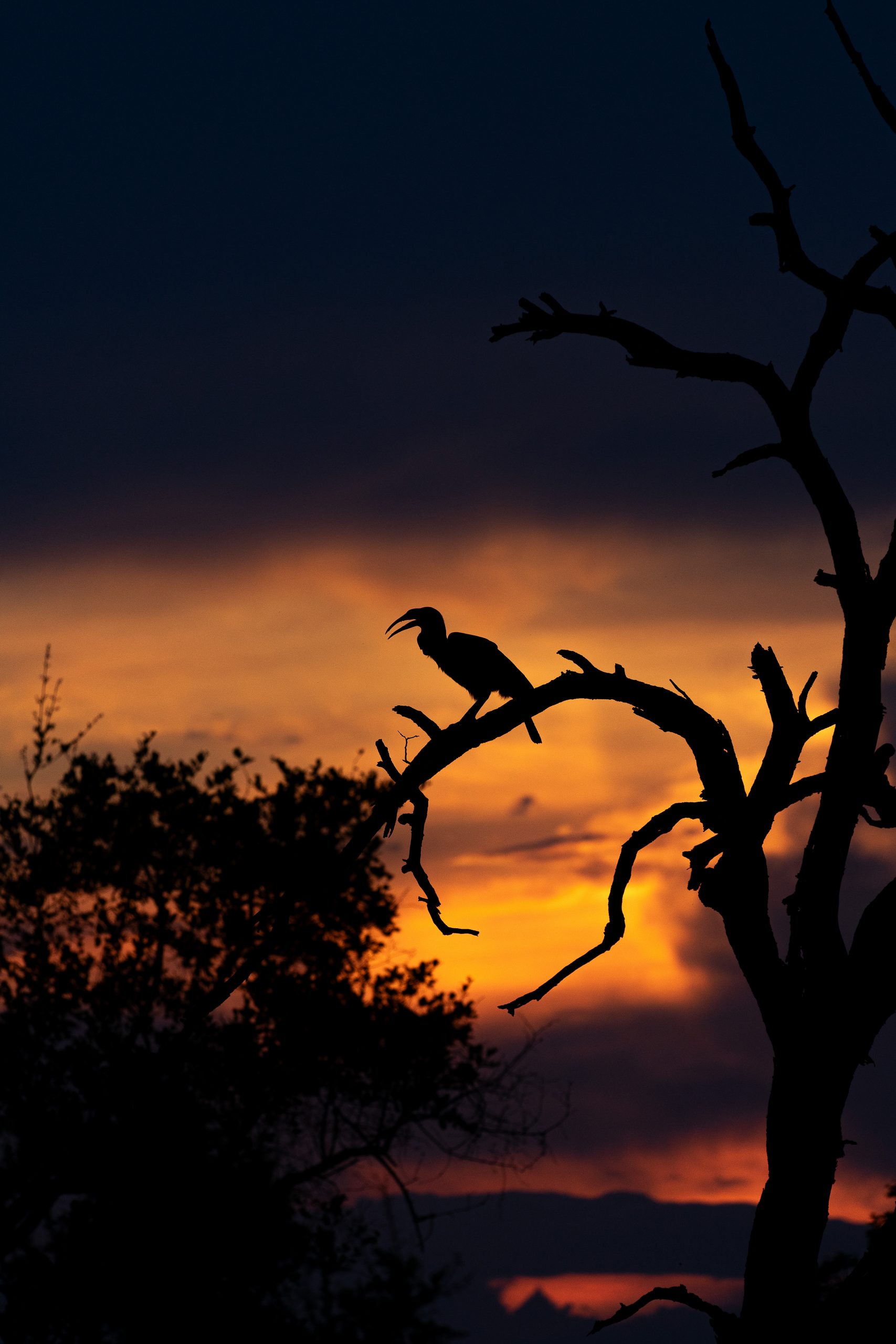 Um pássaro na árvore ao por do sol