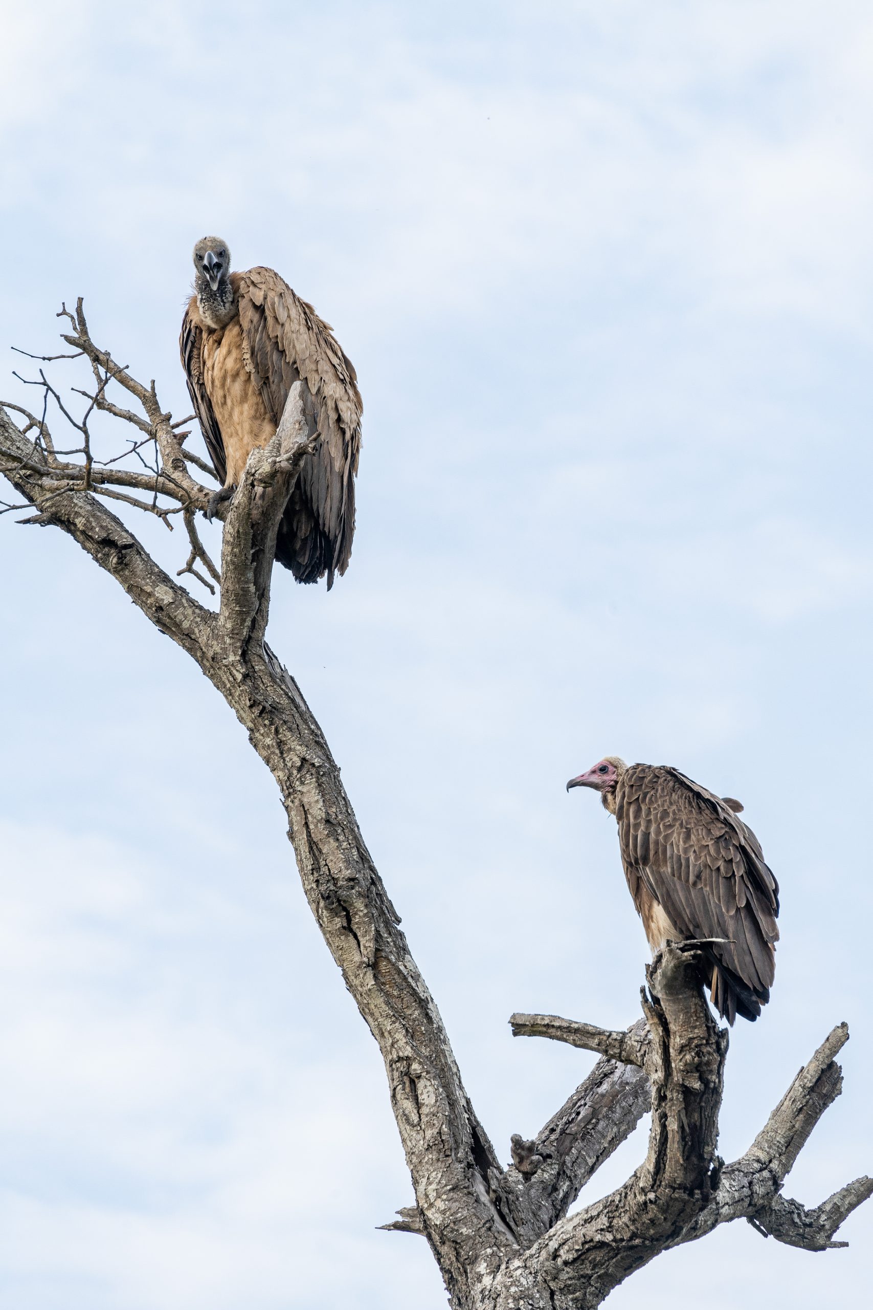 Dois abutres numa árvore