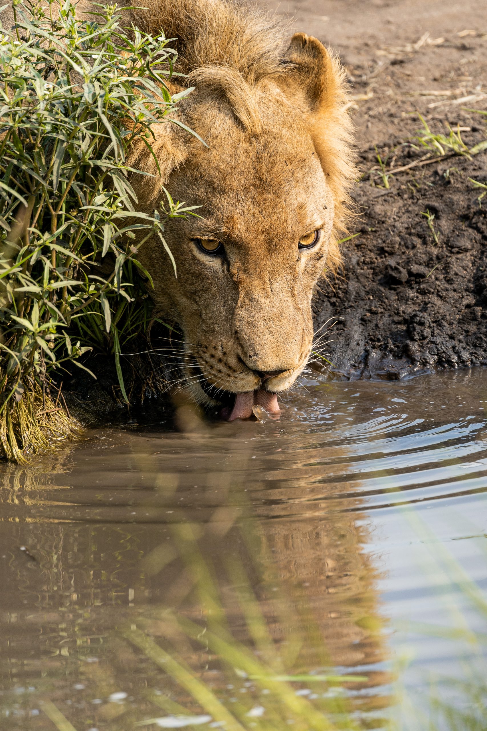 Leão a beber água