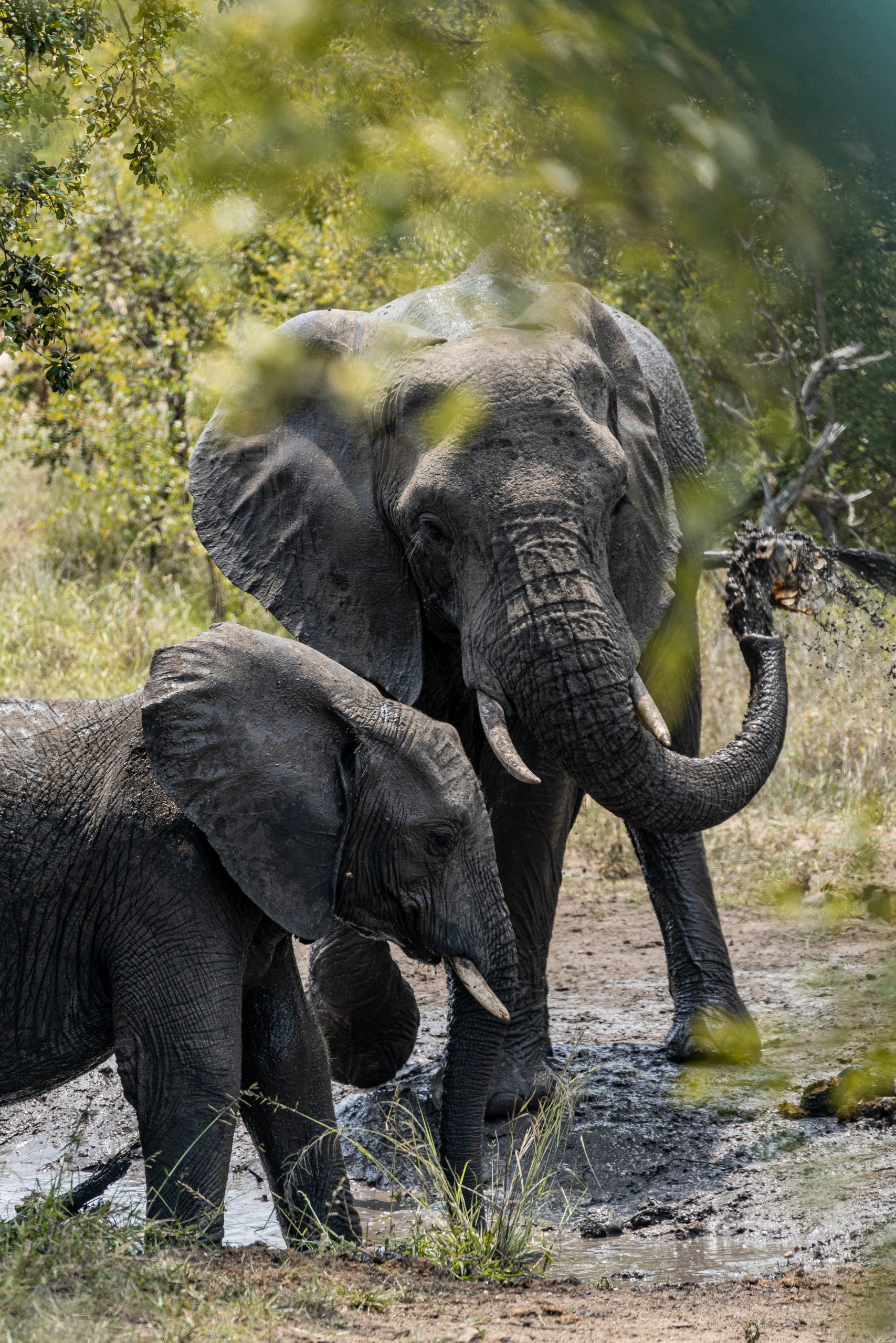 Dois elefantes a brincar na lama