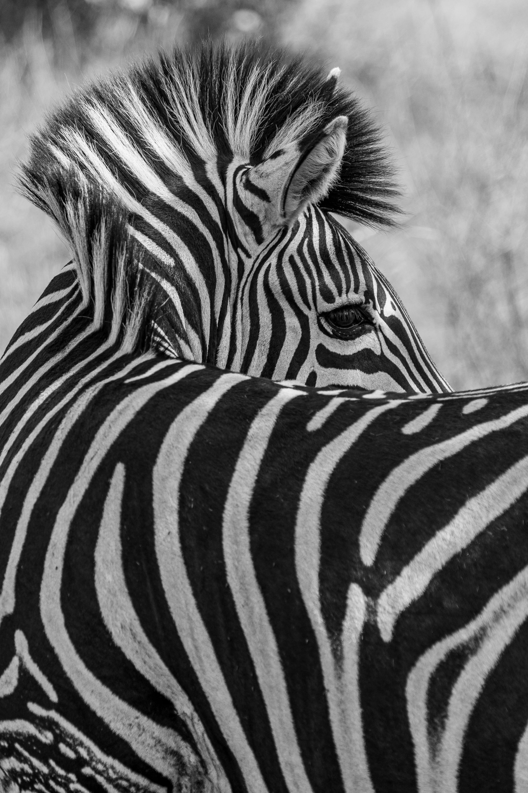 Zebra de costas