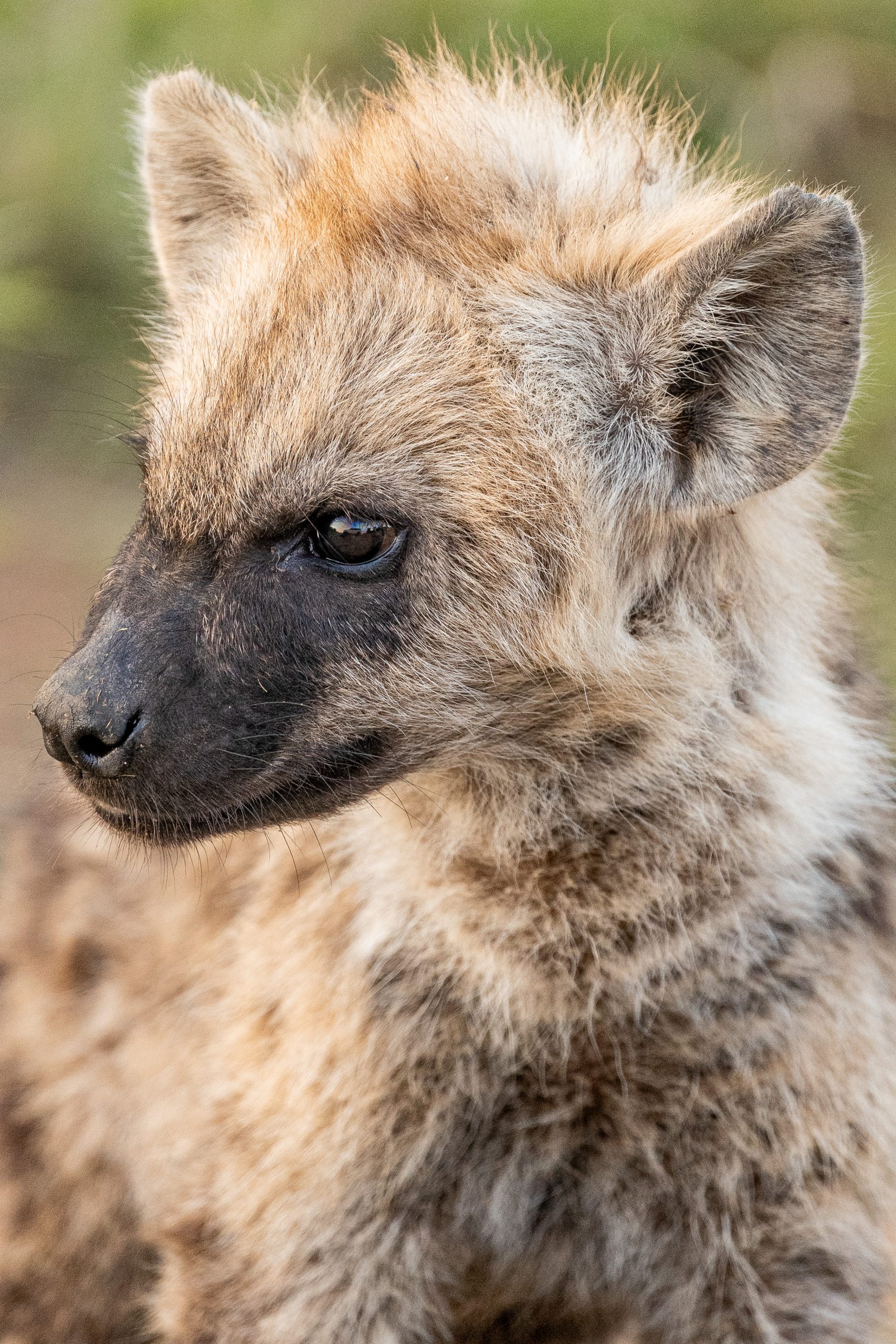 Rosto de uma hiena