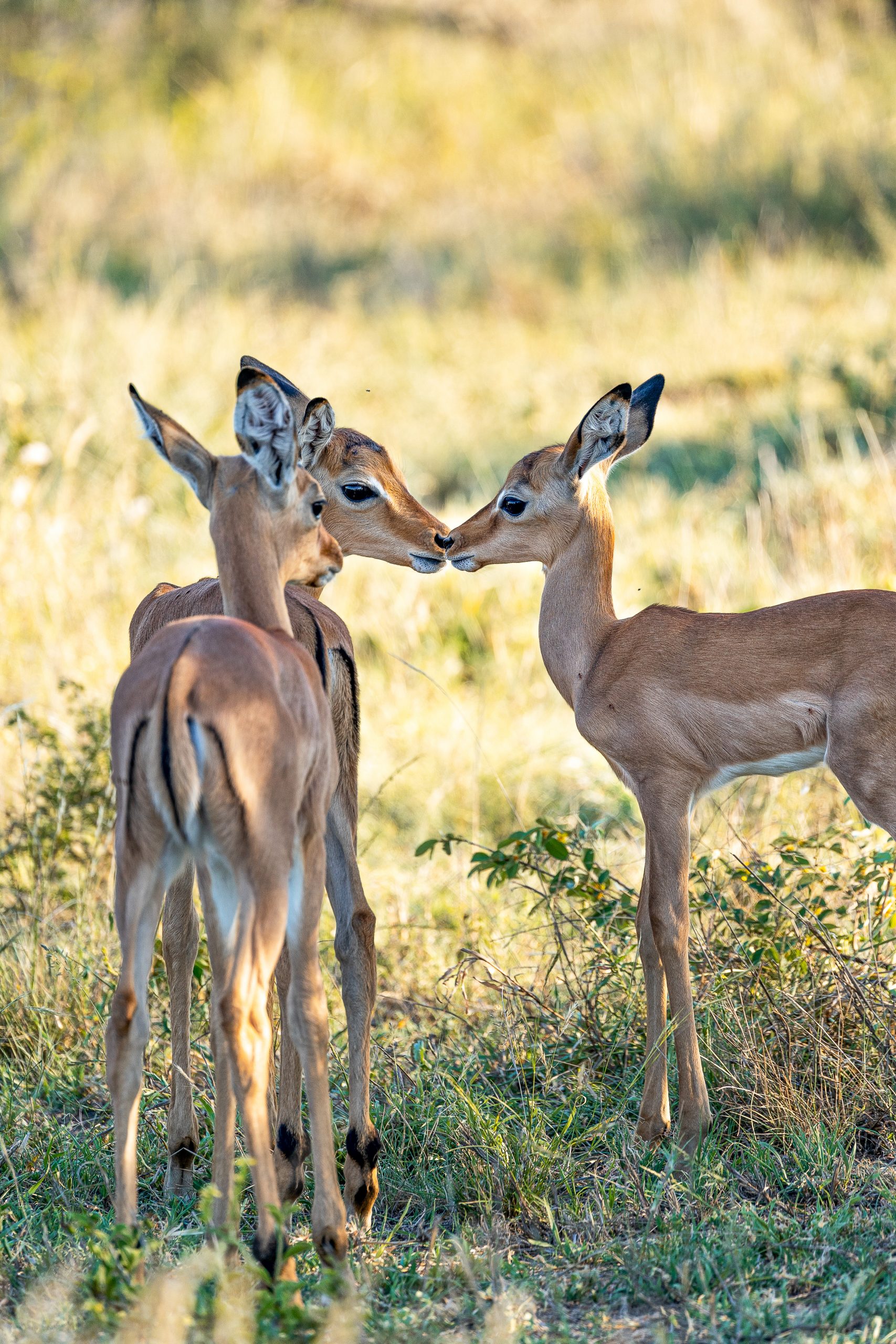 Três impalas bébés a conviver
