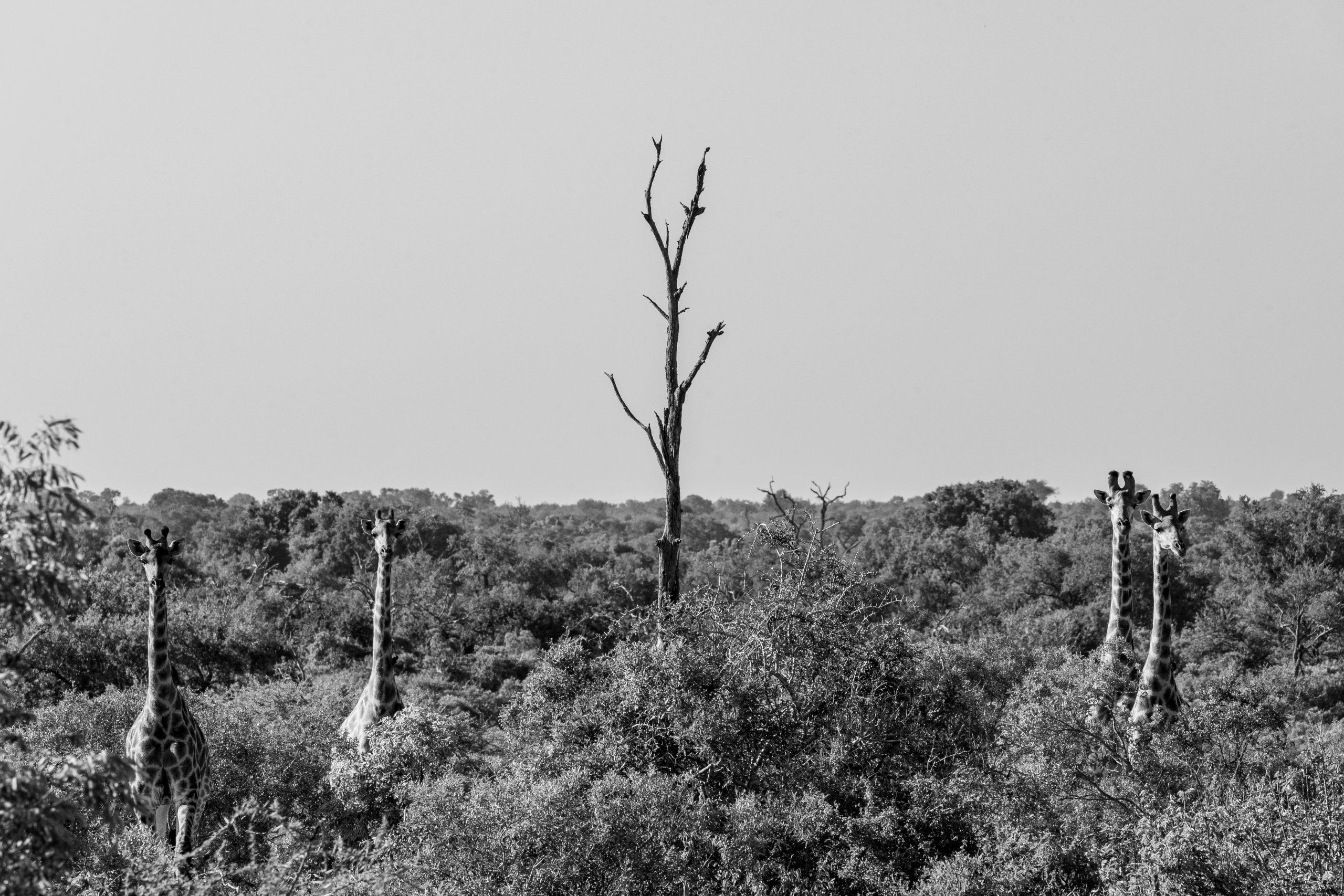 Quatro girafas e uma árvore