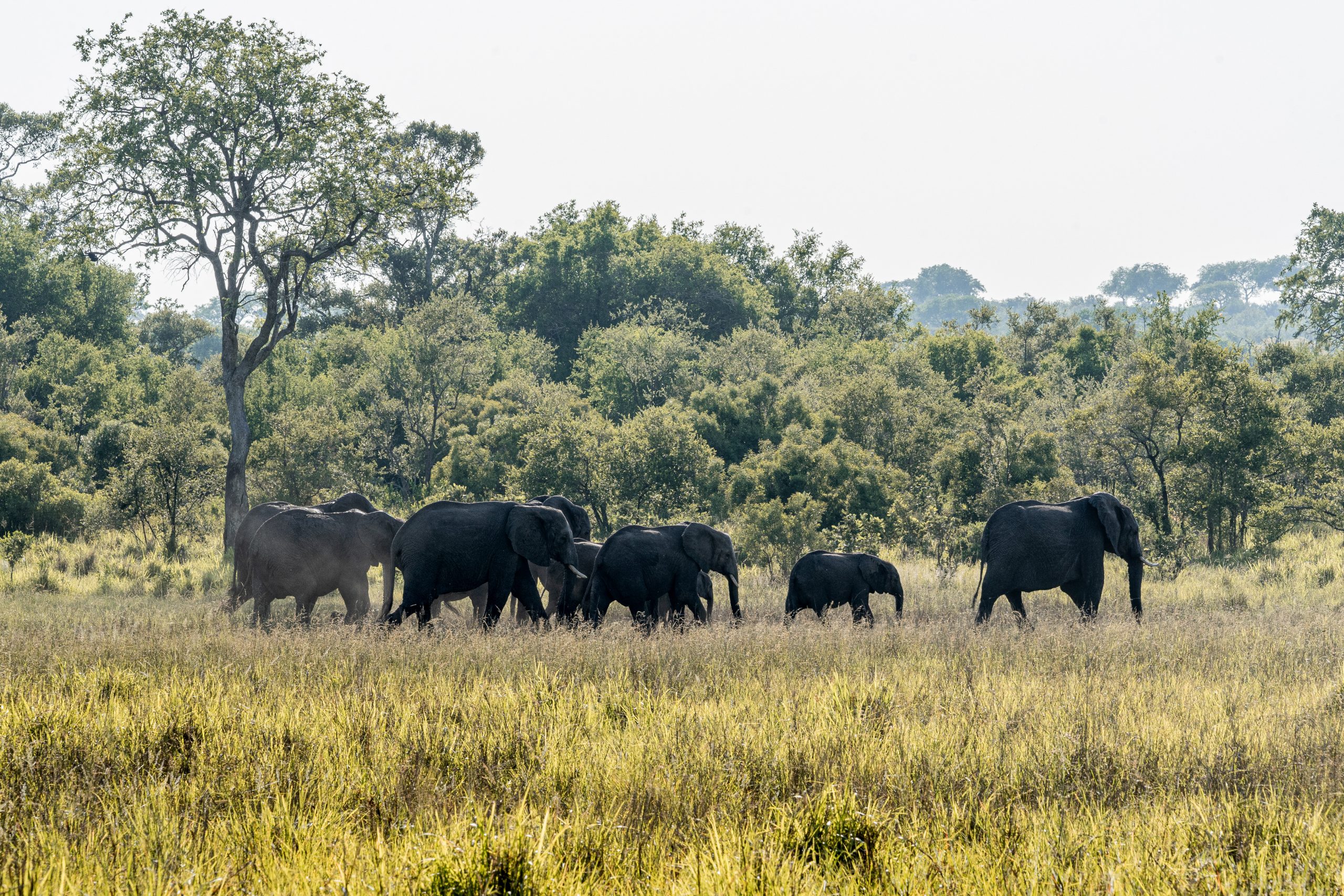 Uma família de elefantes a caminhar